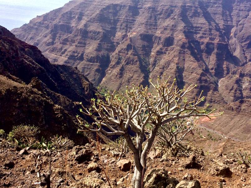 Typical canyon vegetaion in La Gomera