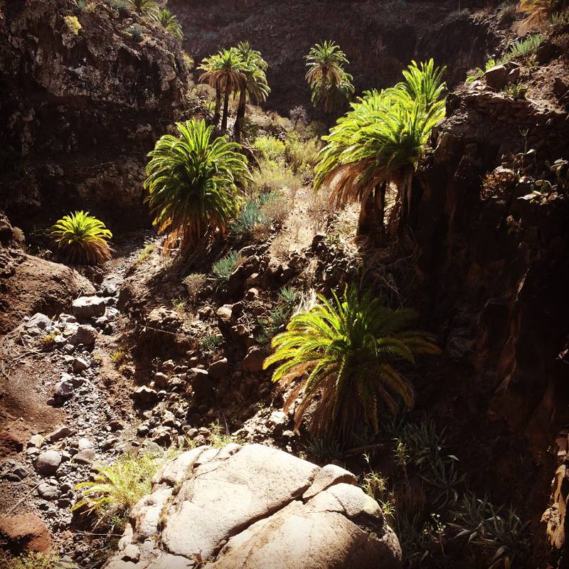 Silence. Rocks. Trees. Hiking a canyon in La Gomera