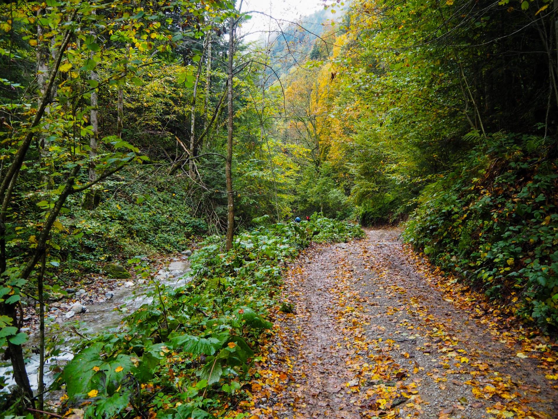 Path through autumn forest in mountains
