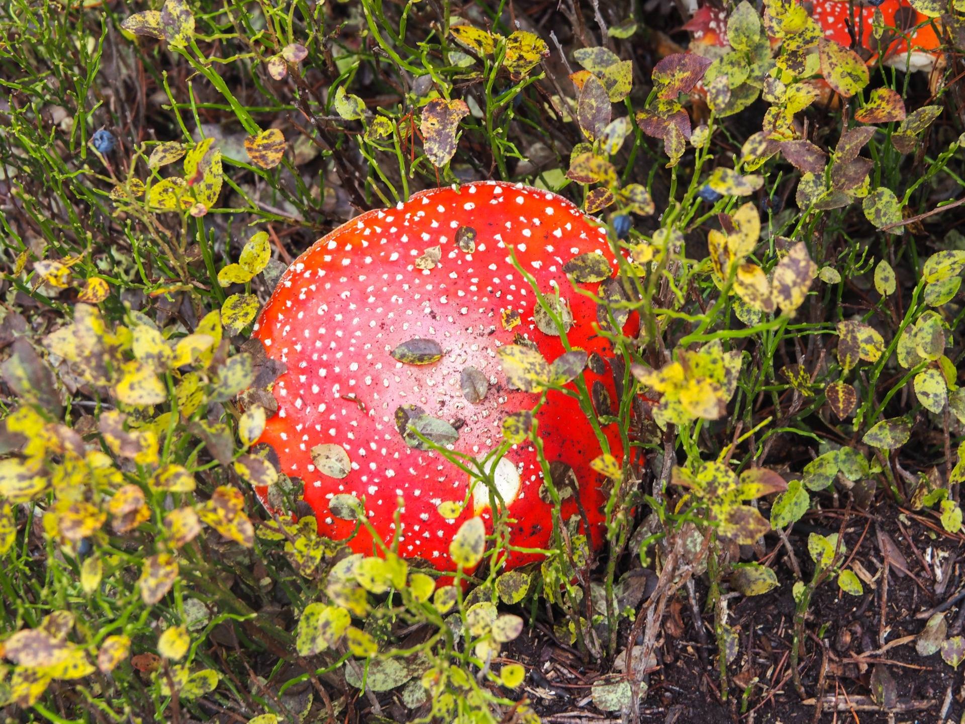 Red Amanita at an altitude of almost 2 km