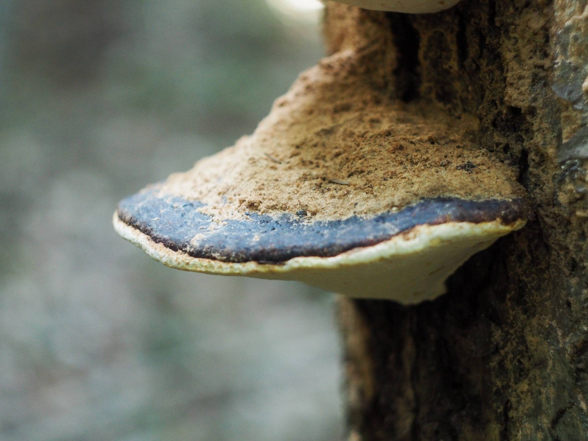 Chaga, wooden mushroom