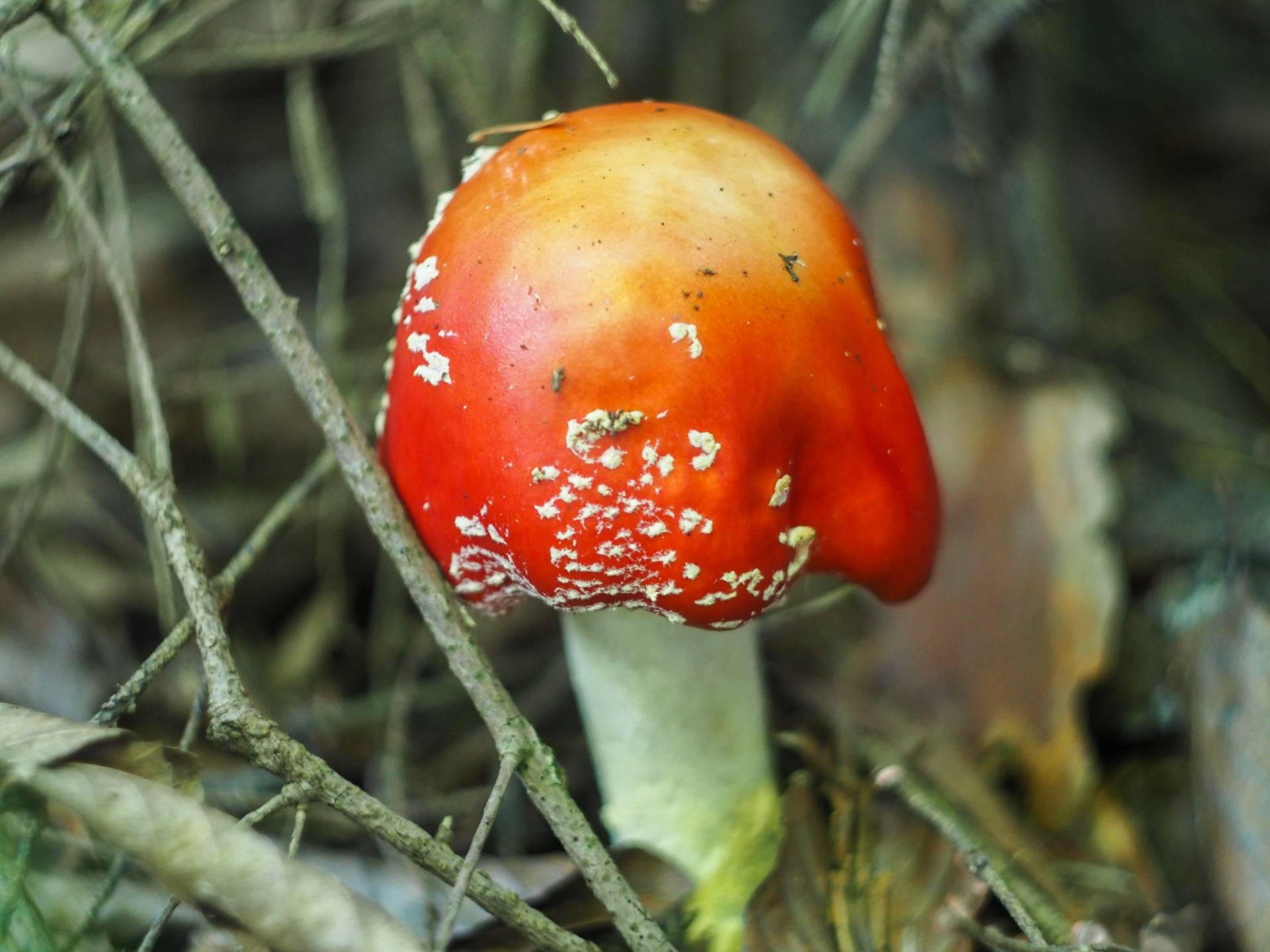 Young red fly agaric