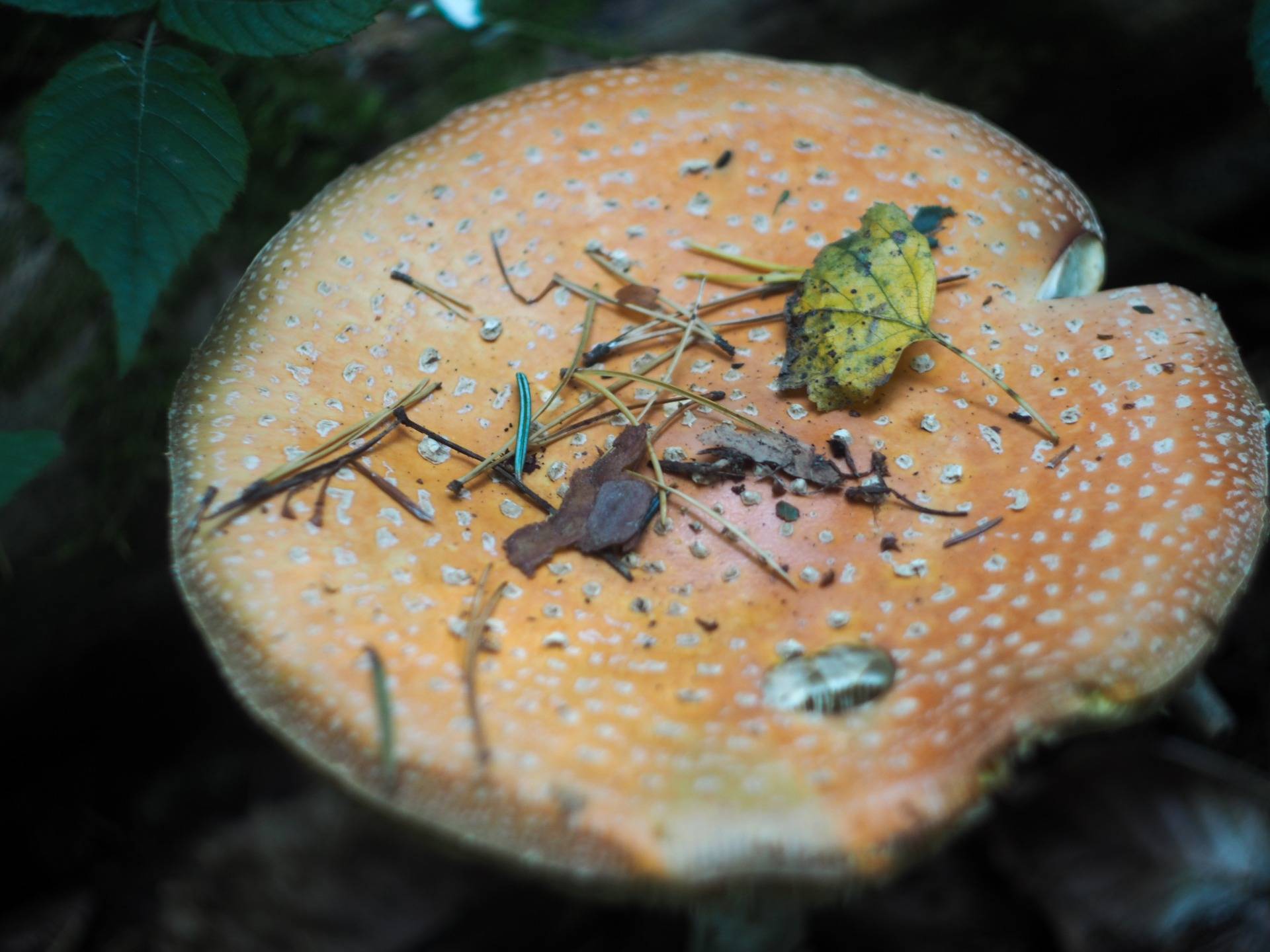 Fully open hat of old red fly agaric