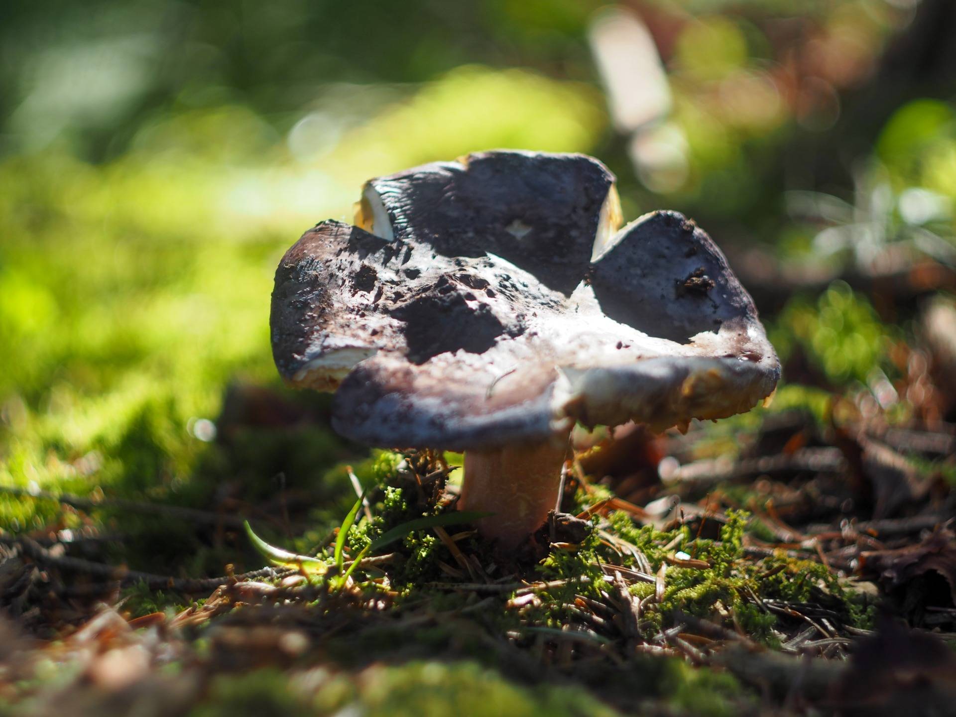 Russula, edible mushroom