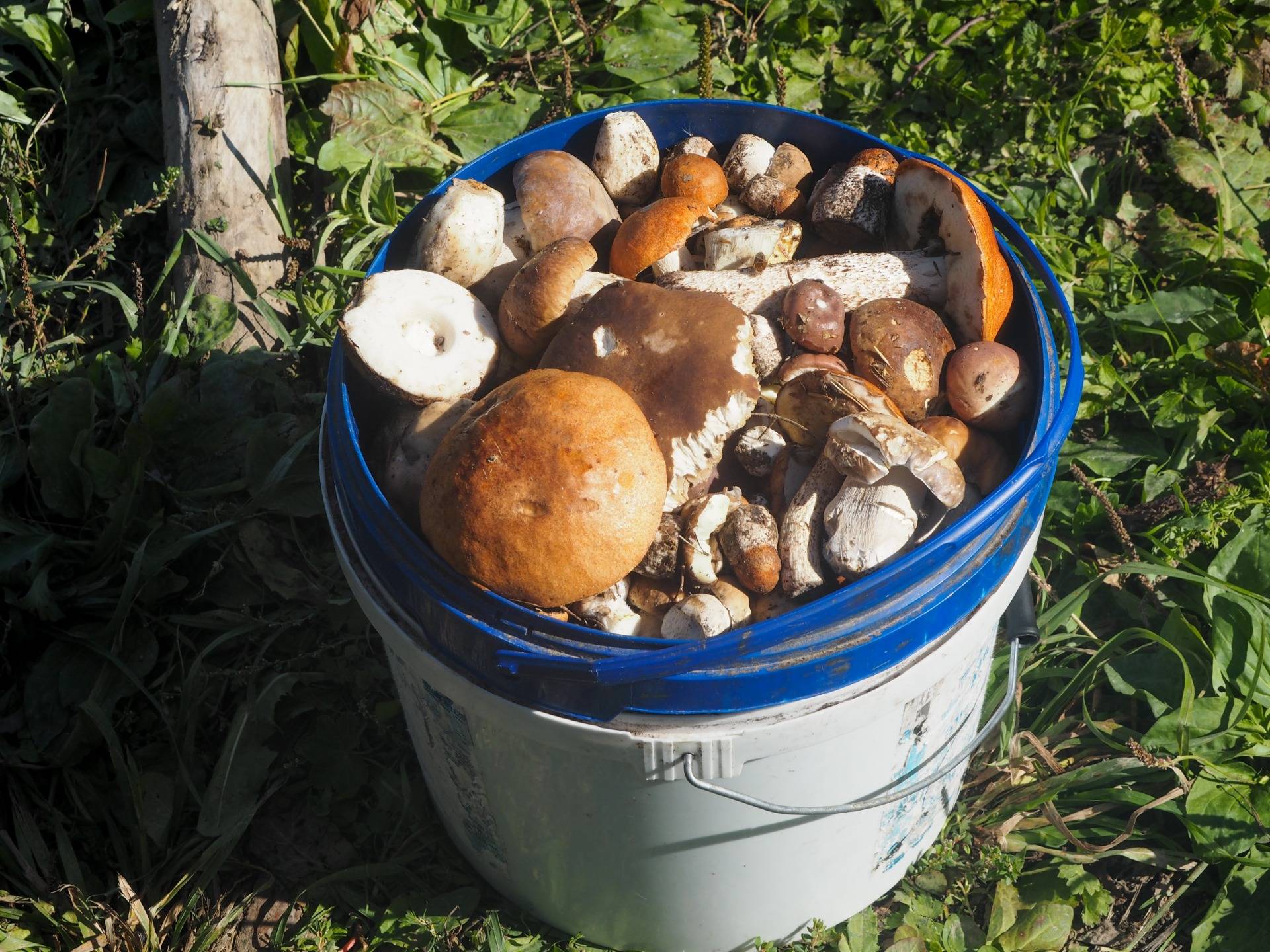 Full bucket of mushrooms