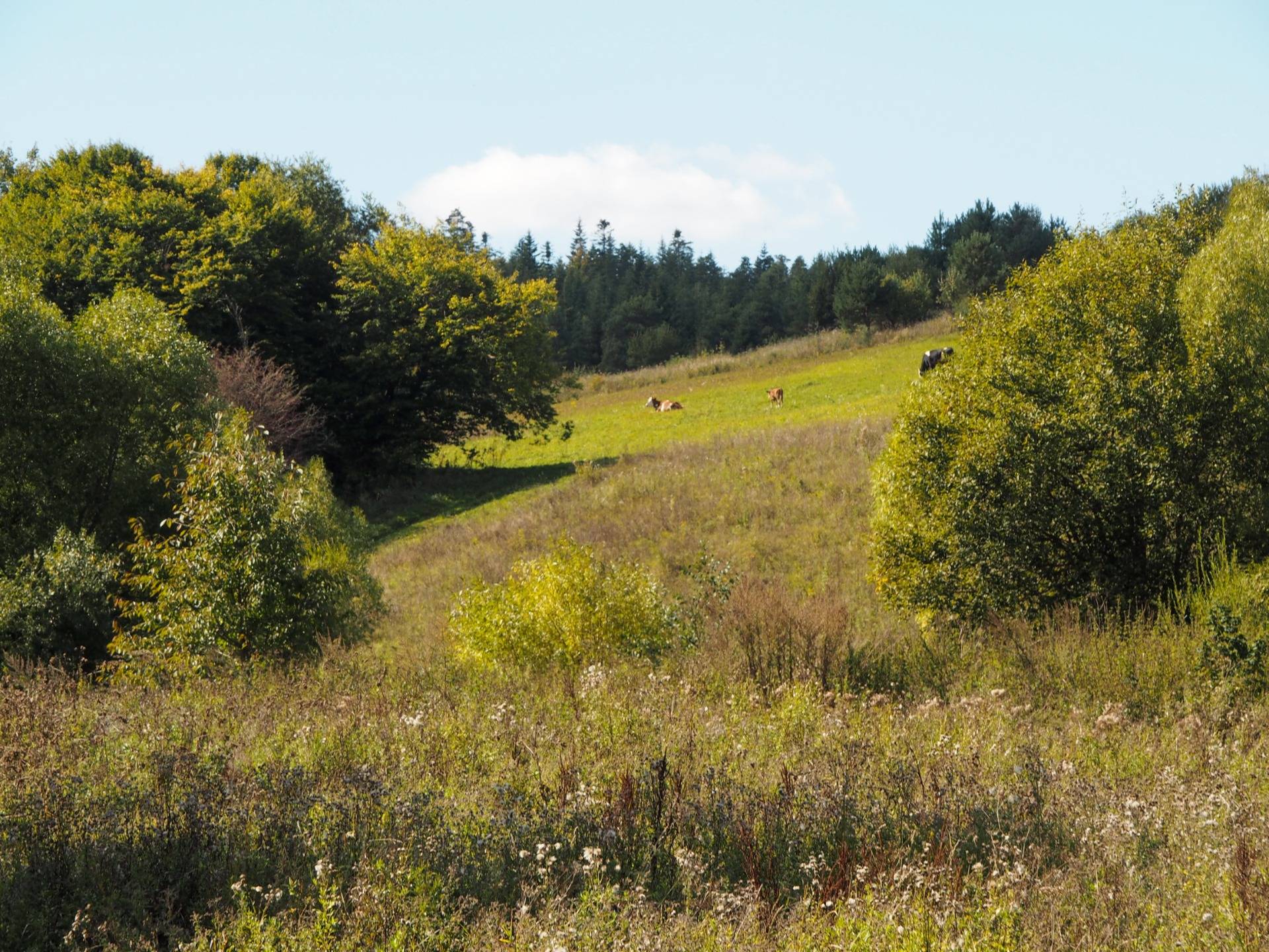 Landscape on pasture near village of Rosokhi