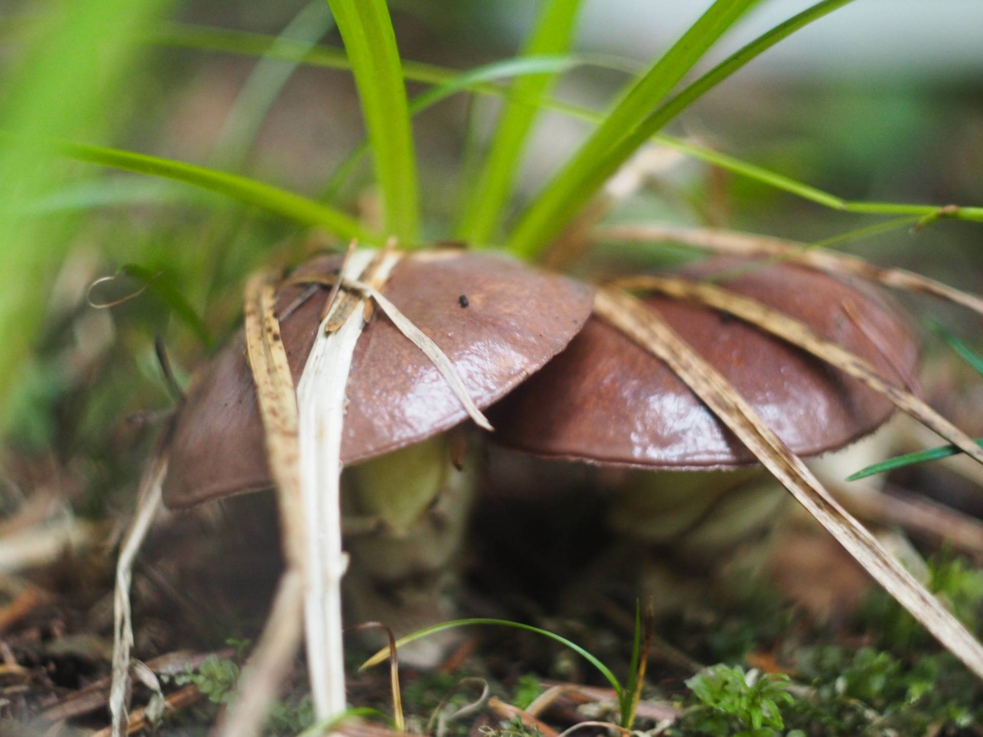 Suillus luteus, edible mushroom