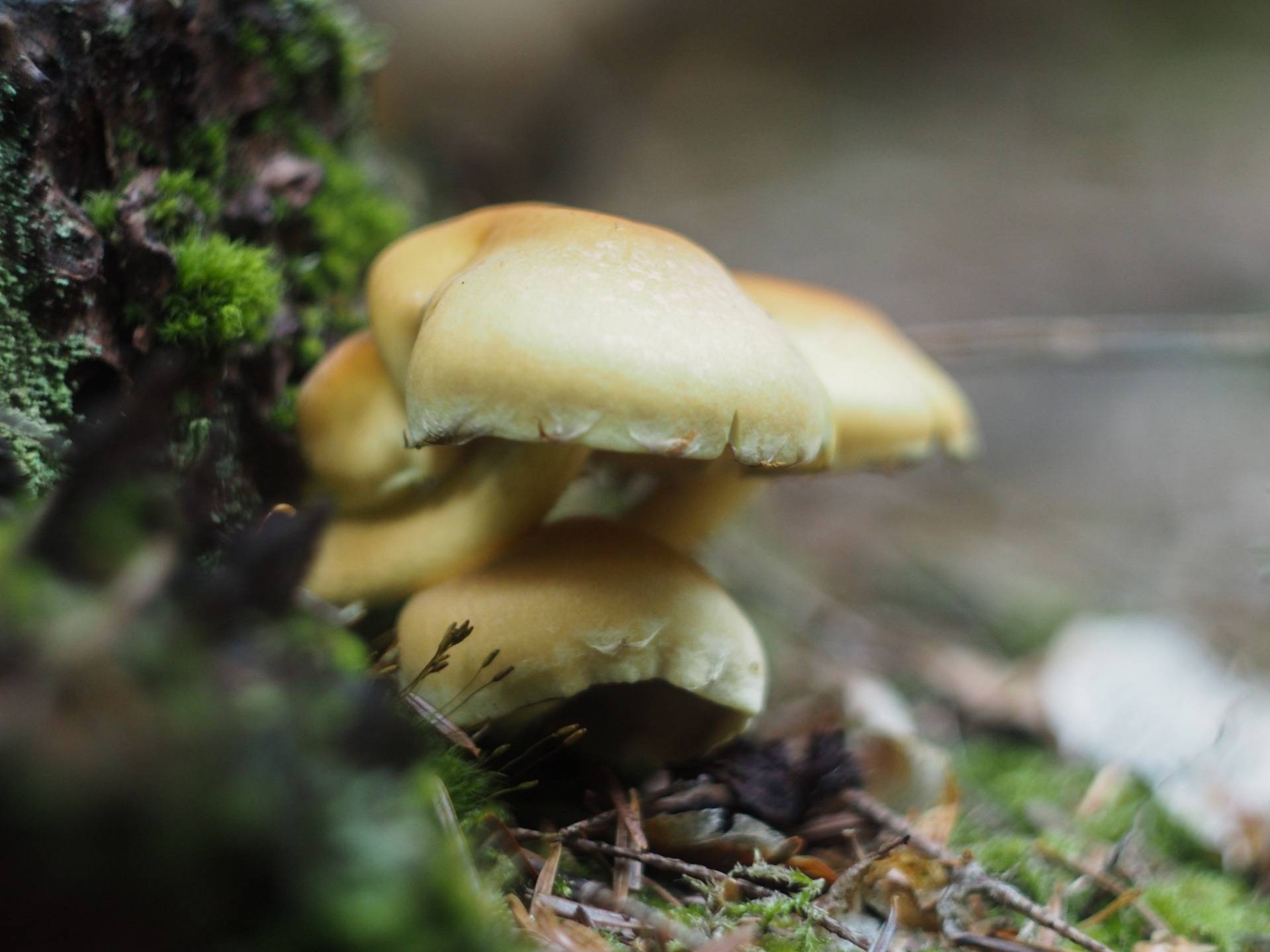 Hypholoma fasciculare, poisonous mushroom