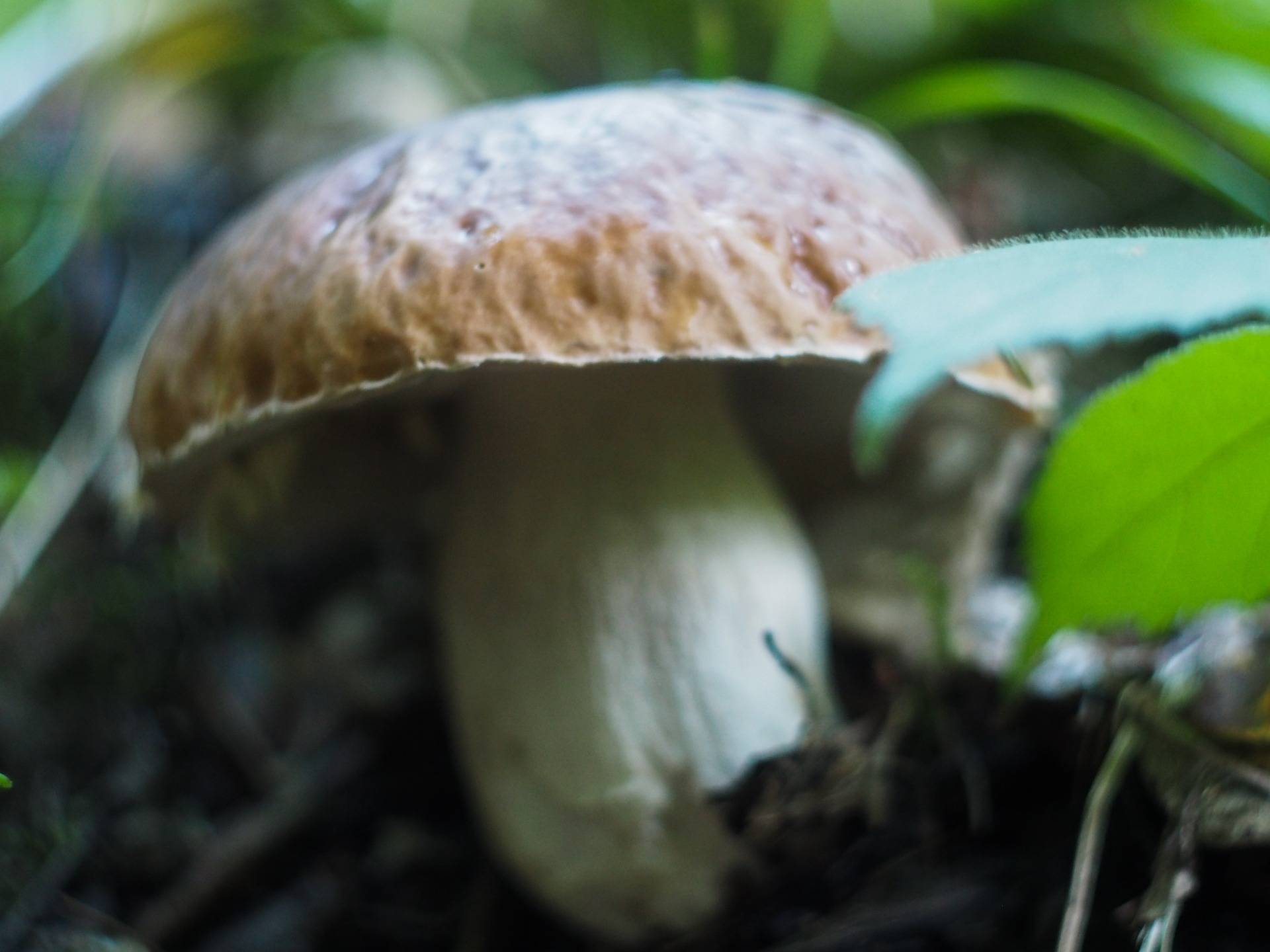 Boletus edulis, edible mushroom