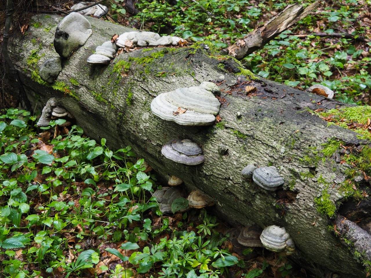 Many fomes fomentarius on the fallen trunk of a hornbeam