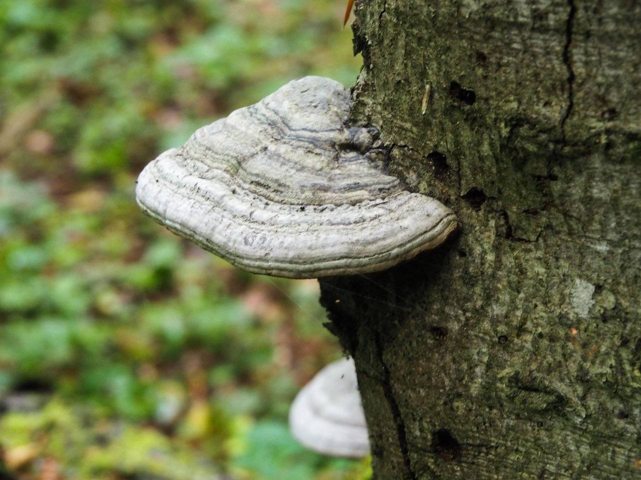 Fomes fomentarius from another angle