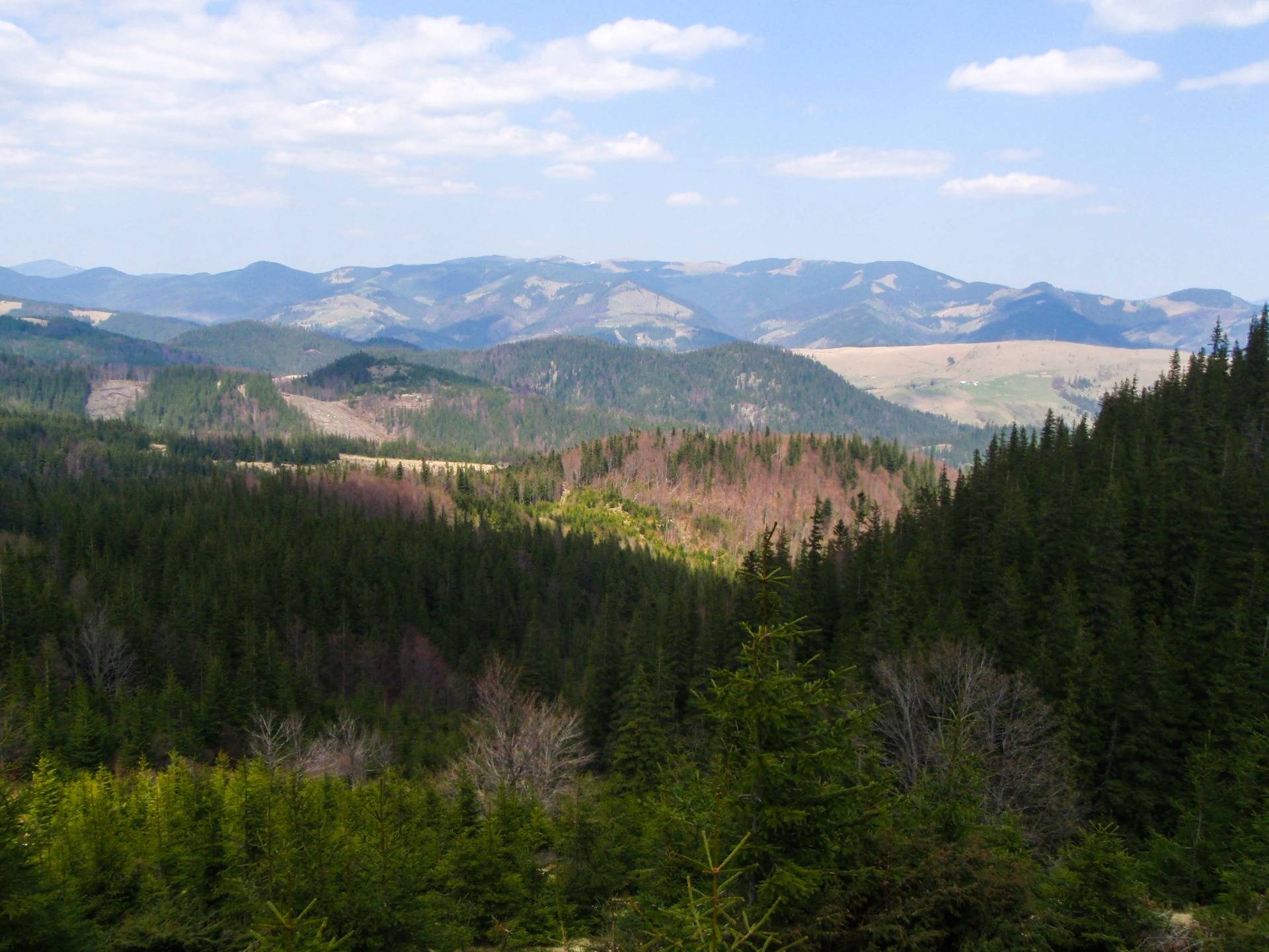 The slopes of the mountains covered with coniferous forest