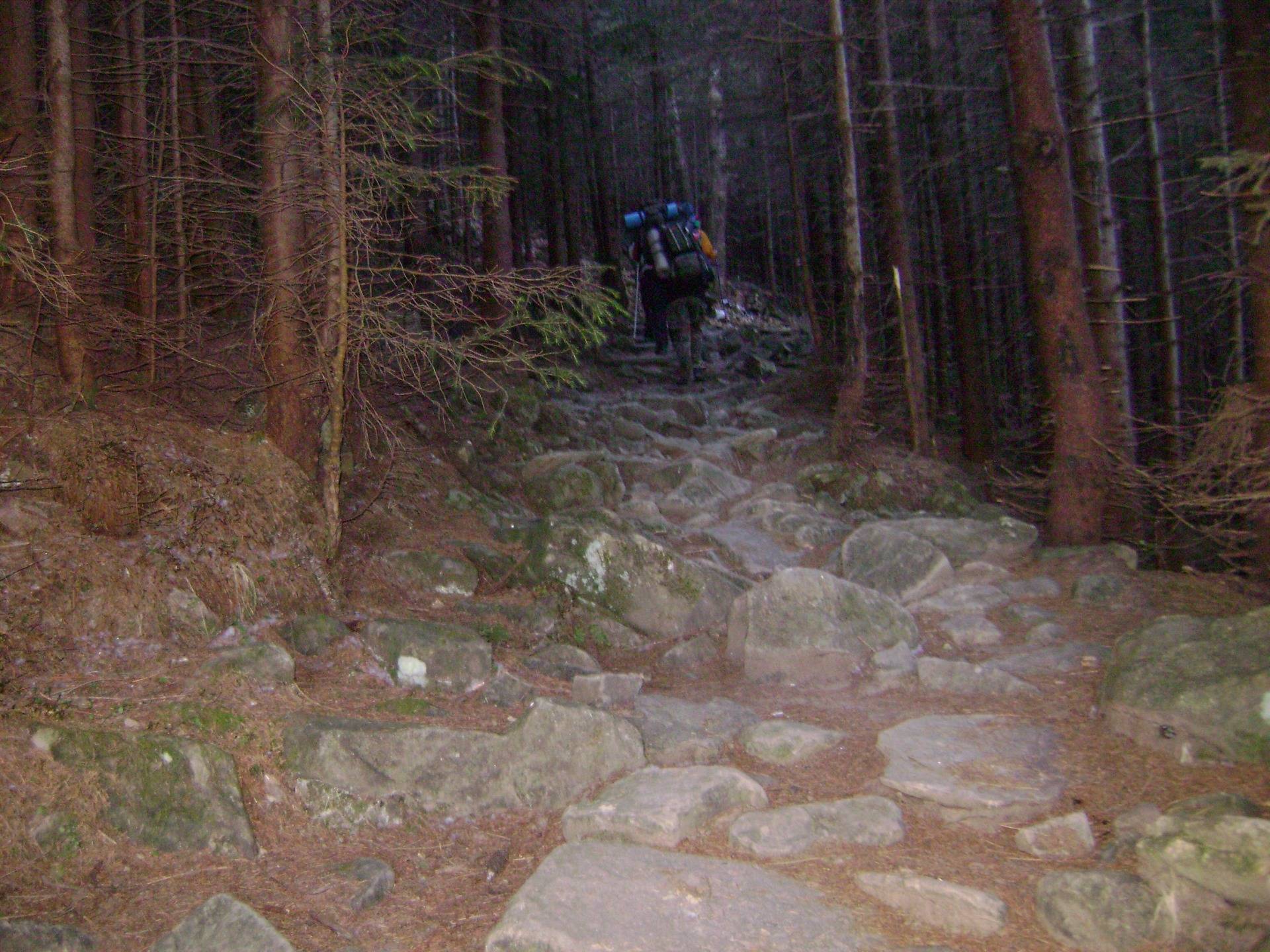Rocky trail through spruce forest