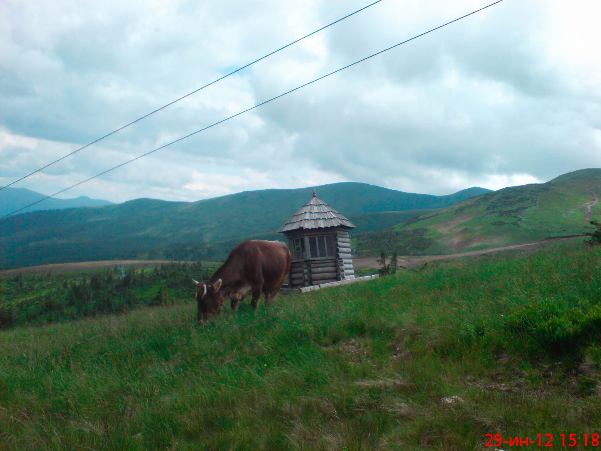 When I saw this cow, I immediately mentioned the Milk chocolate advertisement