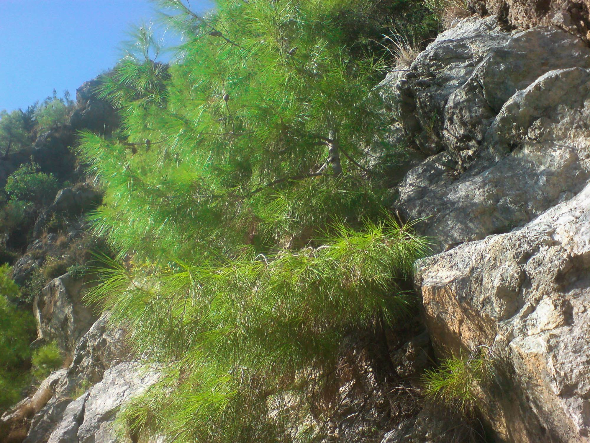 Mountain pine grows straight from the cliff at the edge of the dam