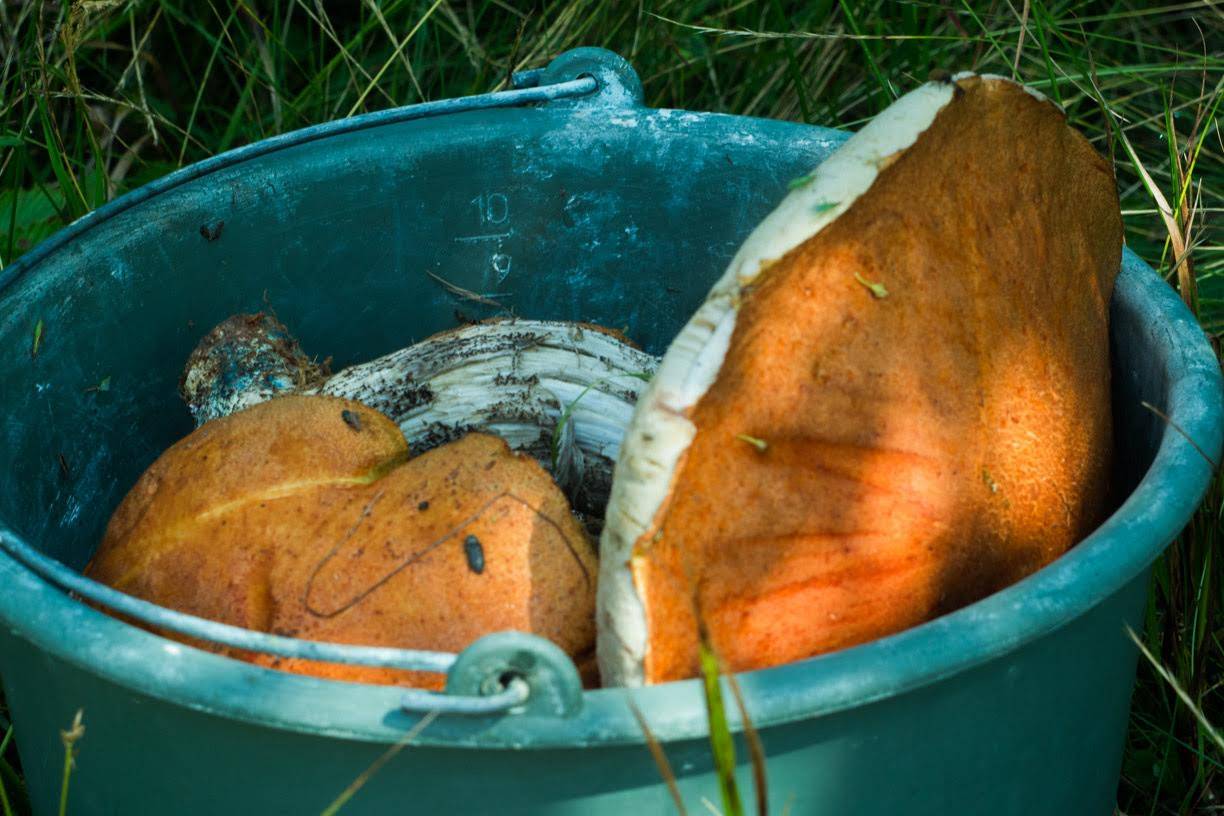 Mushrooms in a bucket