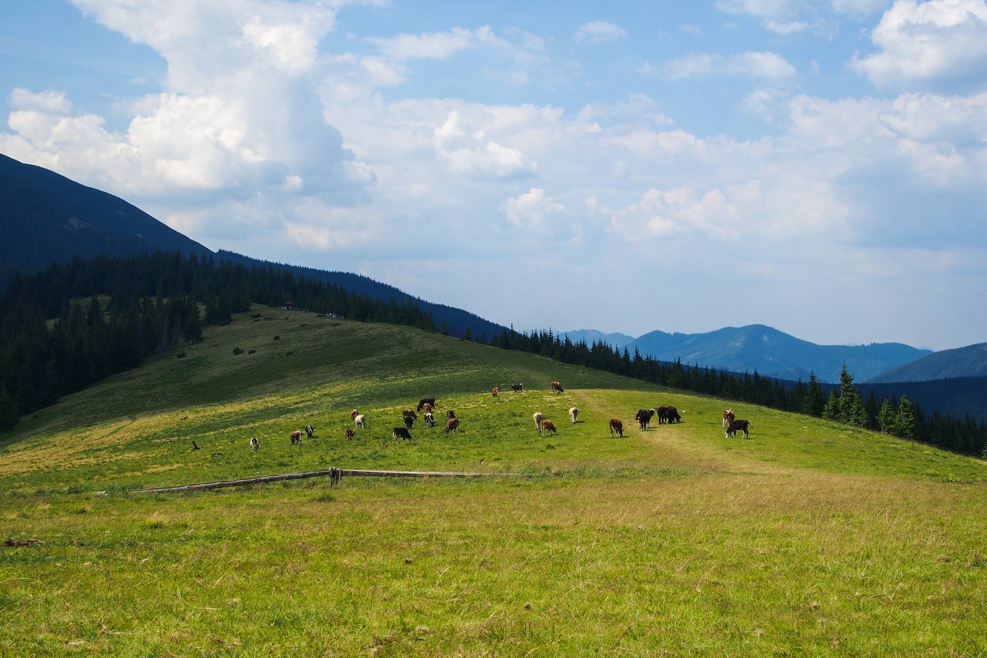 A herd of cows grazes in the meadow