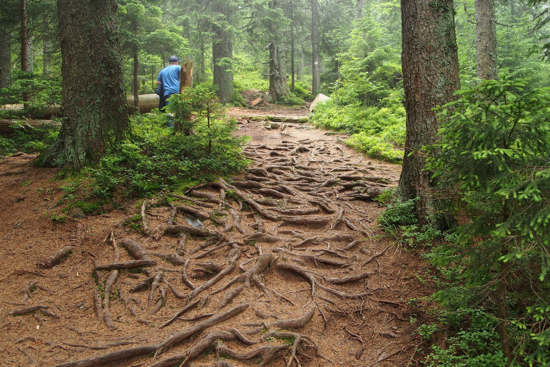 The roots of trees are like snakes
