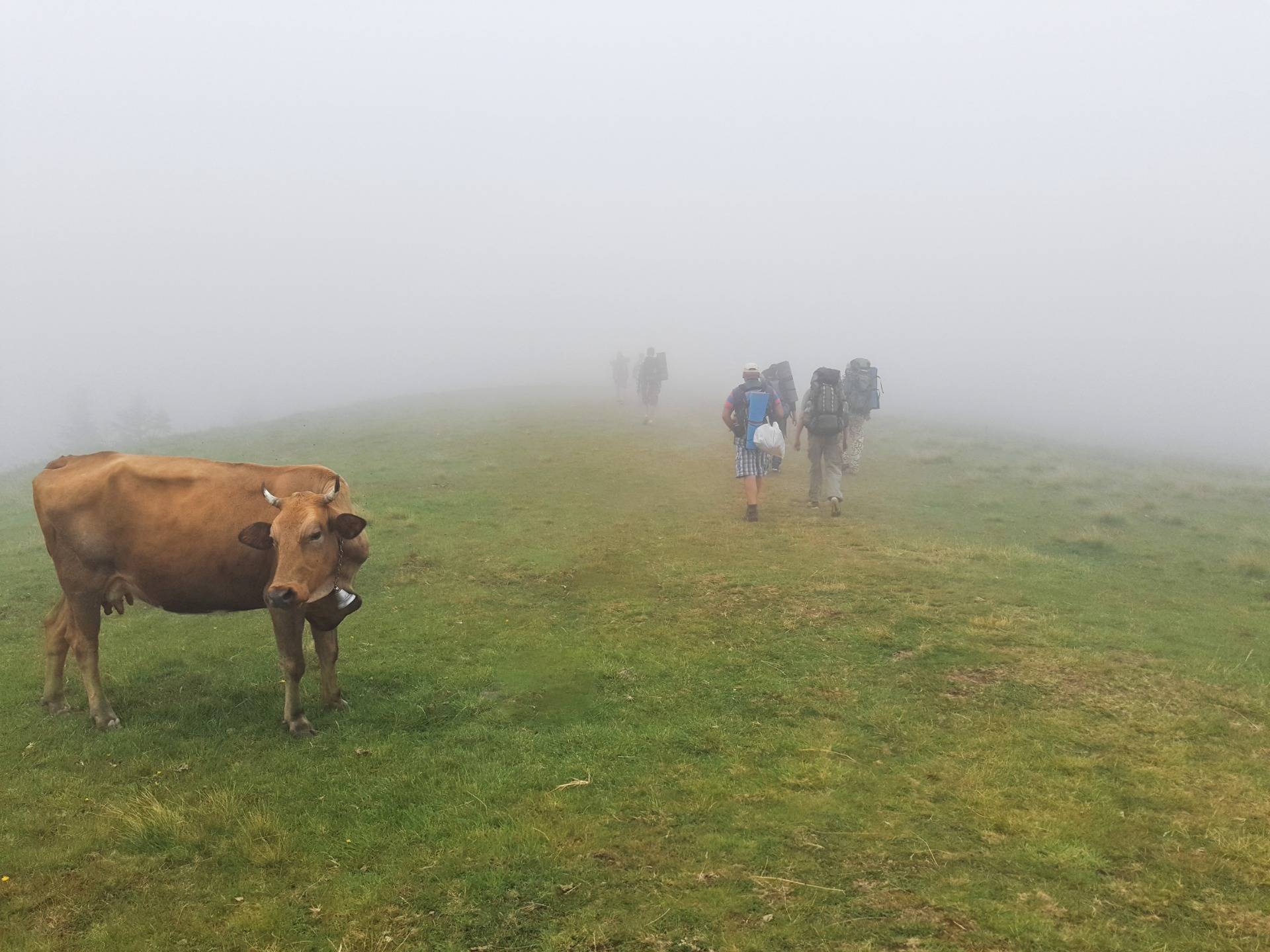 Cows are in the pasture, despite the fog
