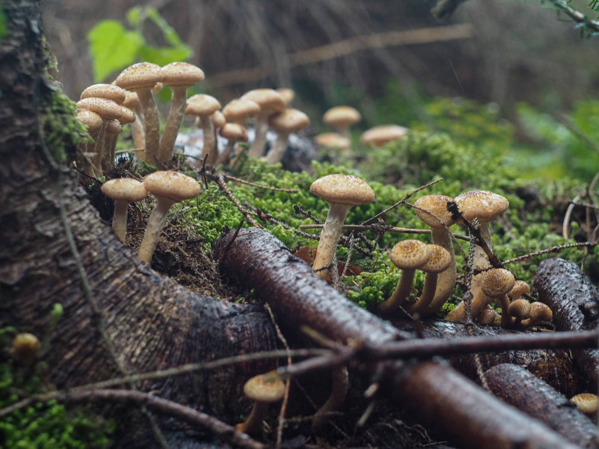 Carpathian honey mushrooms