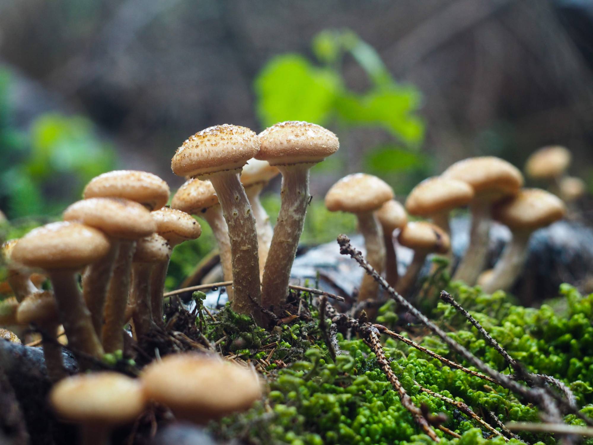 Honey mushrooms (Armillaria mellea)