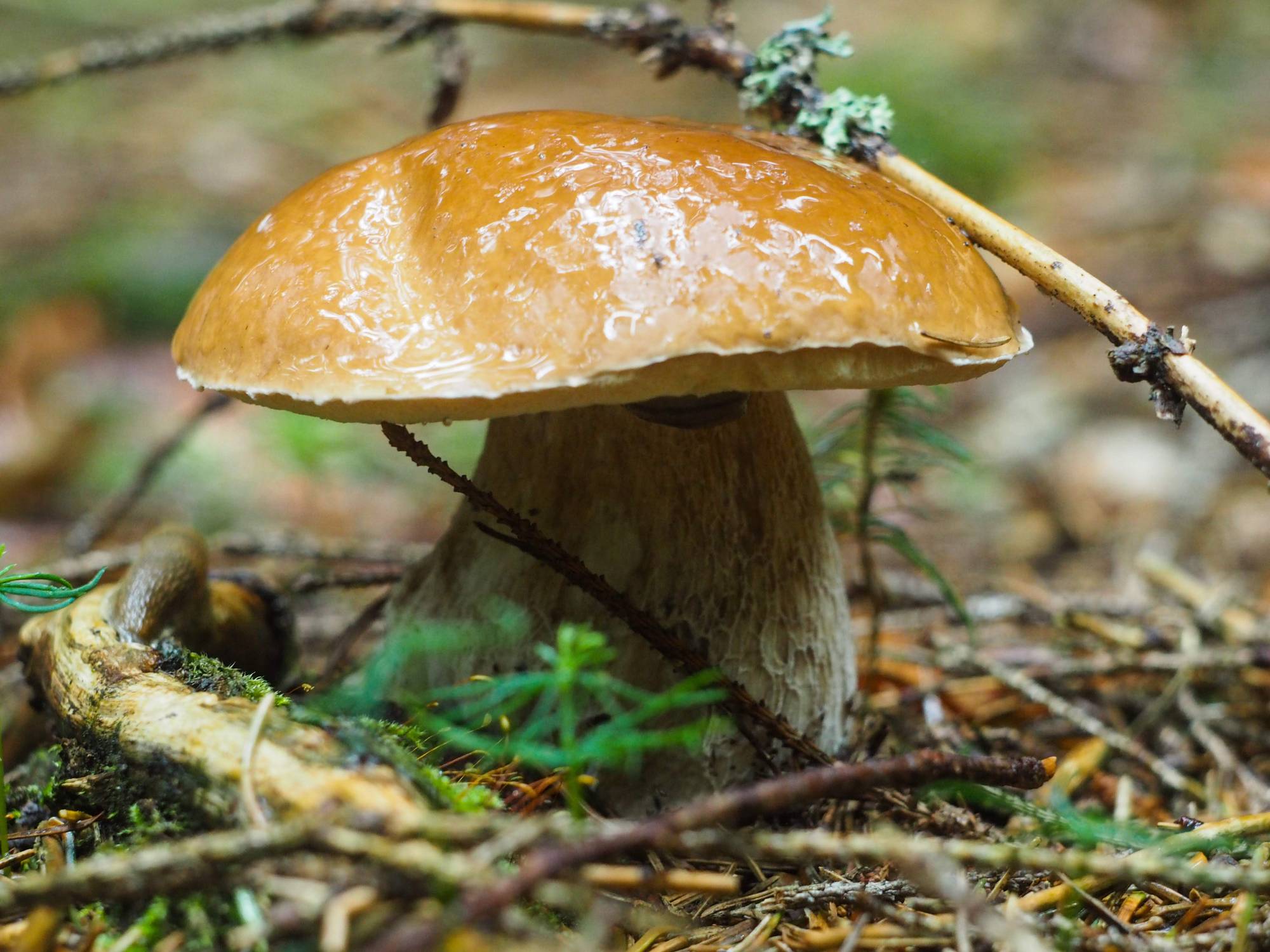 Boletus edulis - king of mushrooms