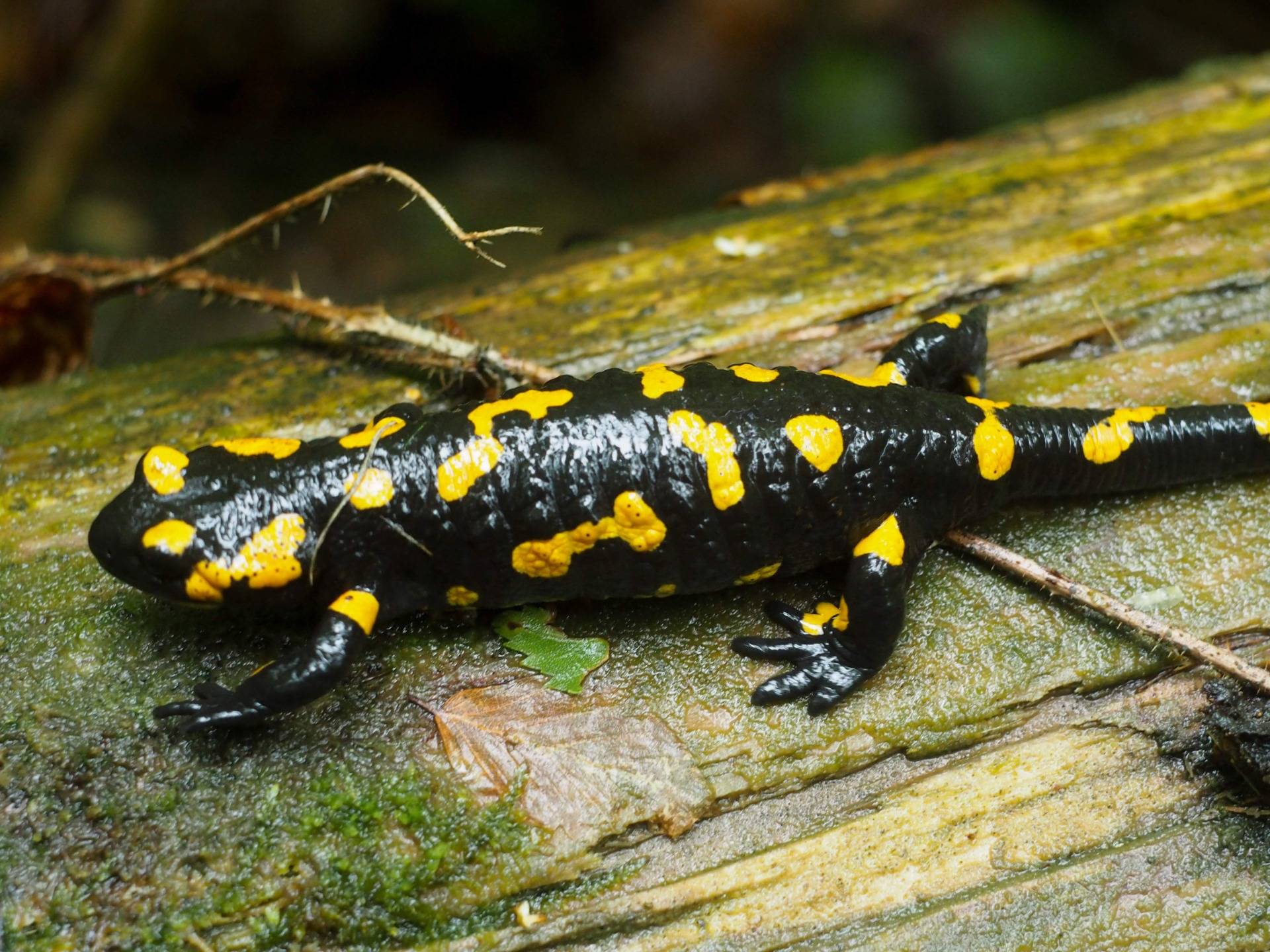 Carpathian salamander