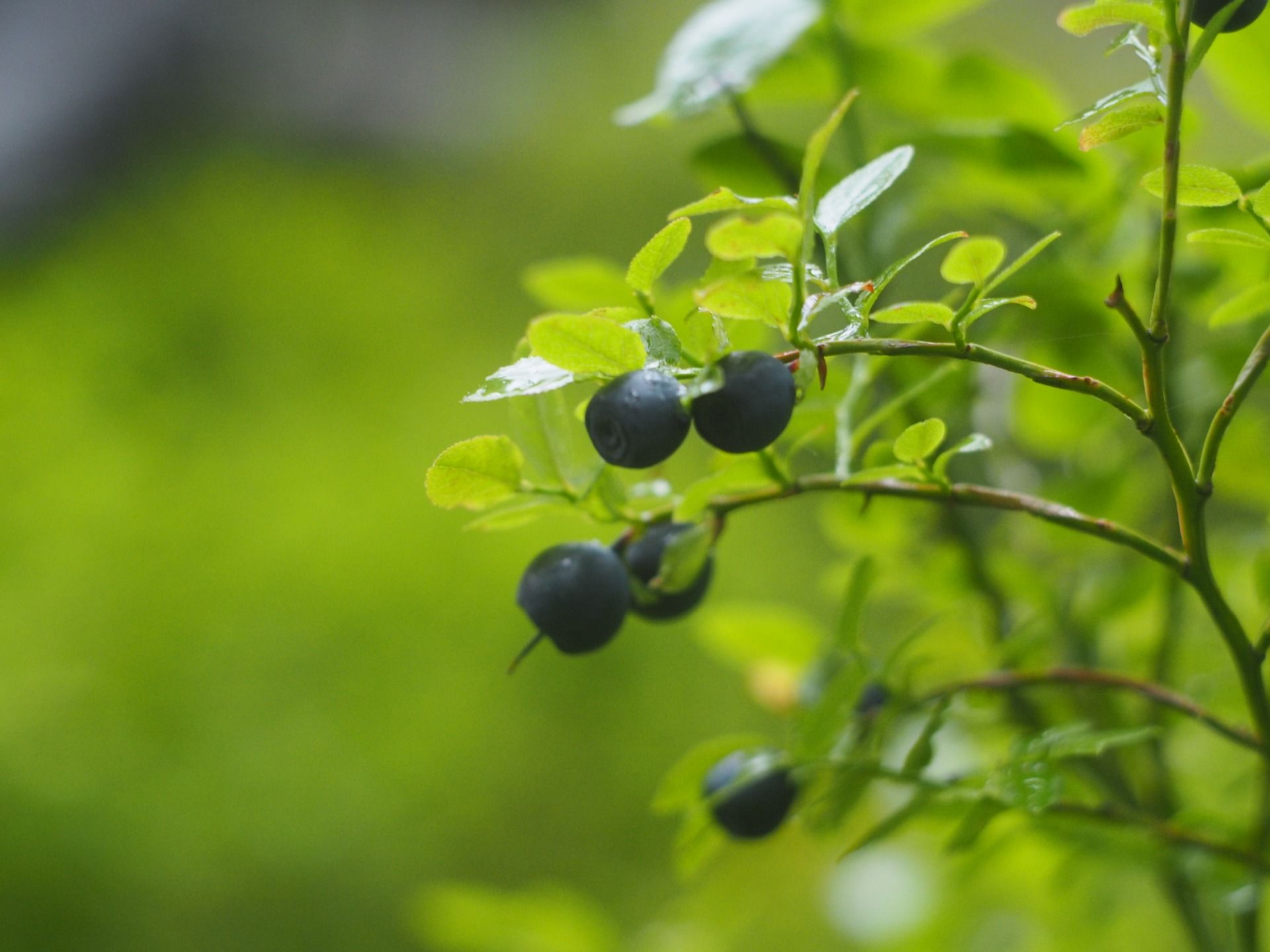 Carpathian Blueberries