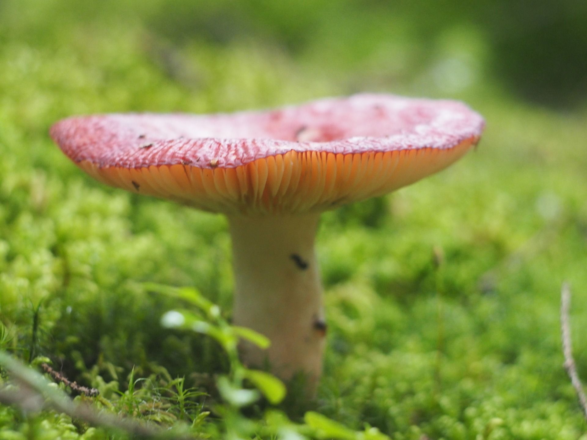 Pickuping mushrooms with friends in the mountains in rain, part 3