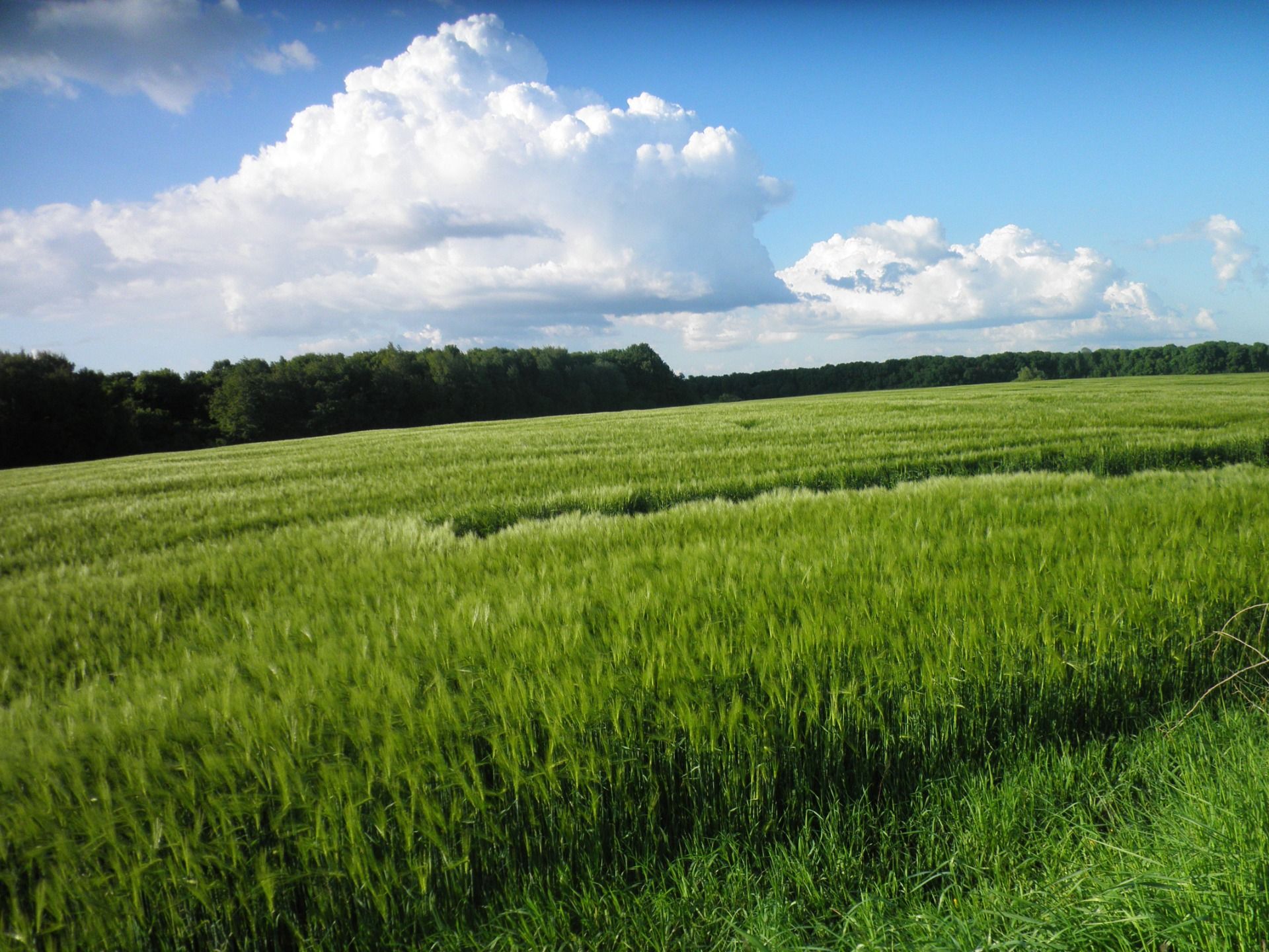 Fortunately, the Ukrainian fields are sown not only with rapeseed, but also with wheat