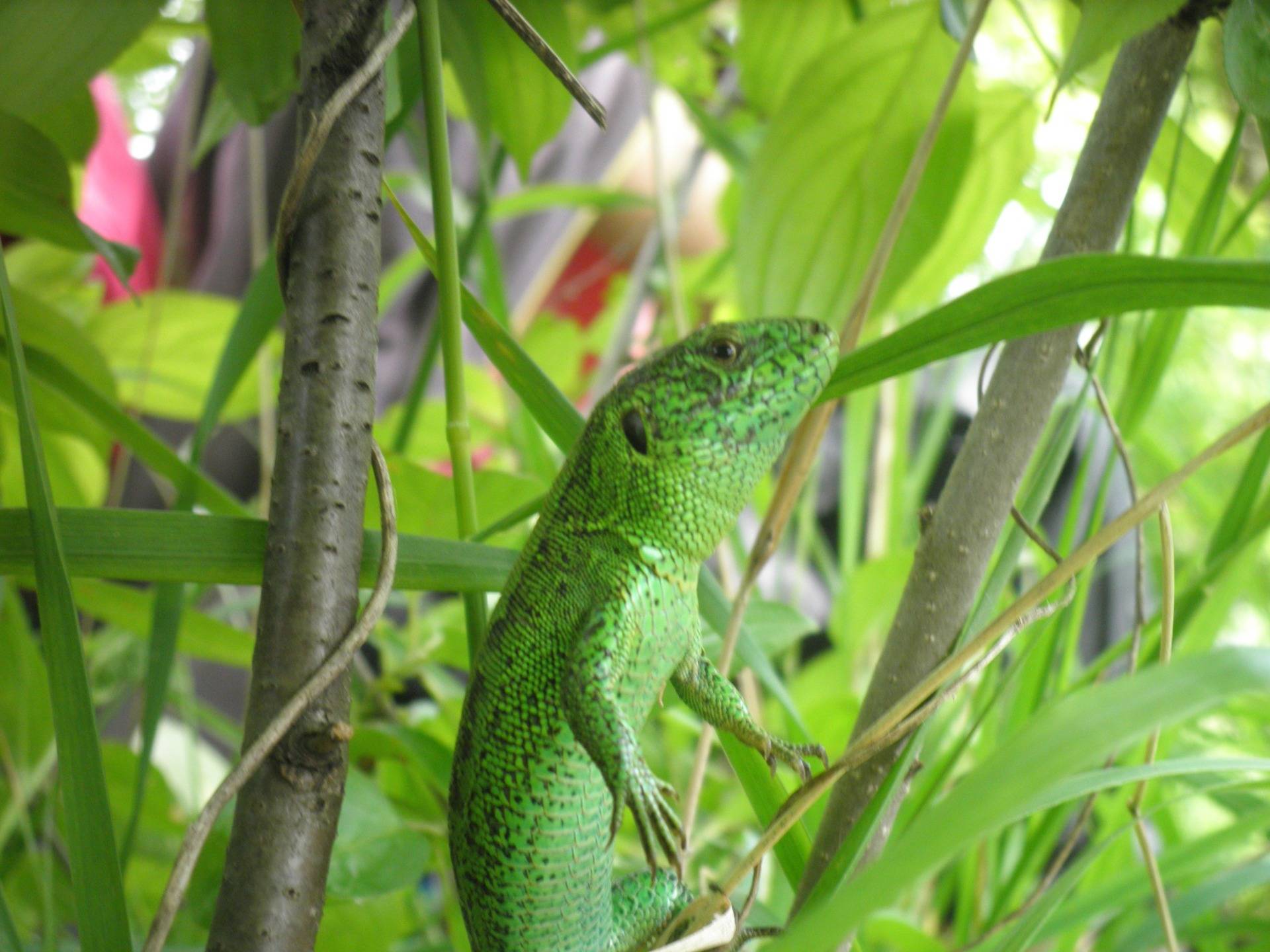 This green lizard would look more natural in the jungle rather 