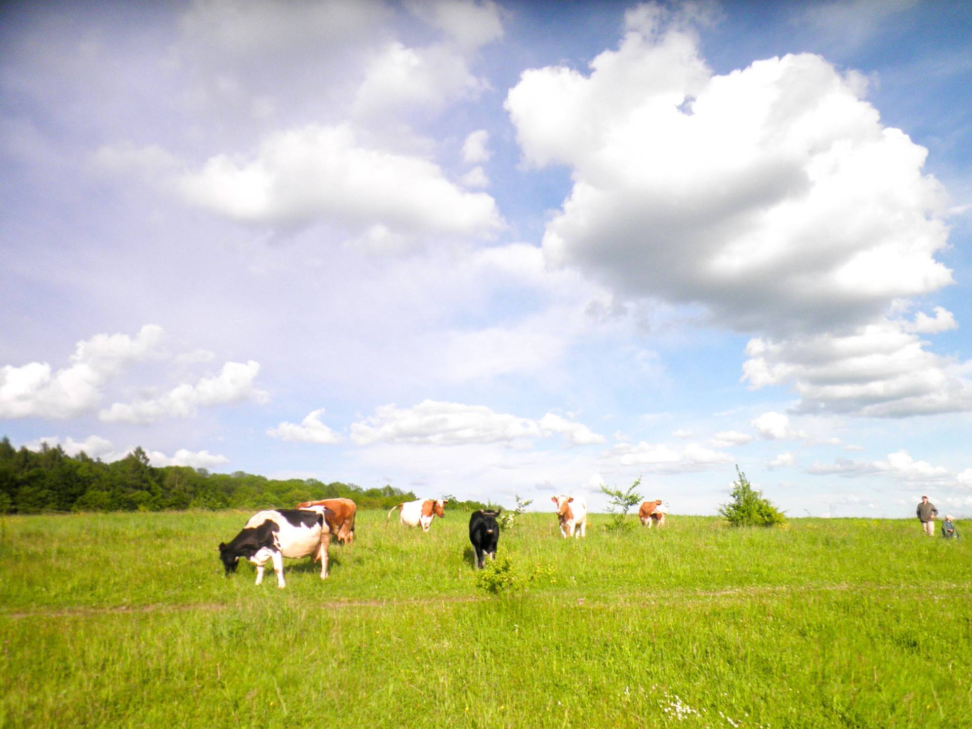 Cows on pastures