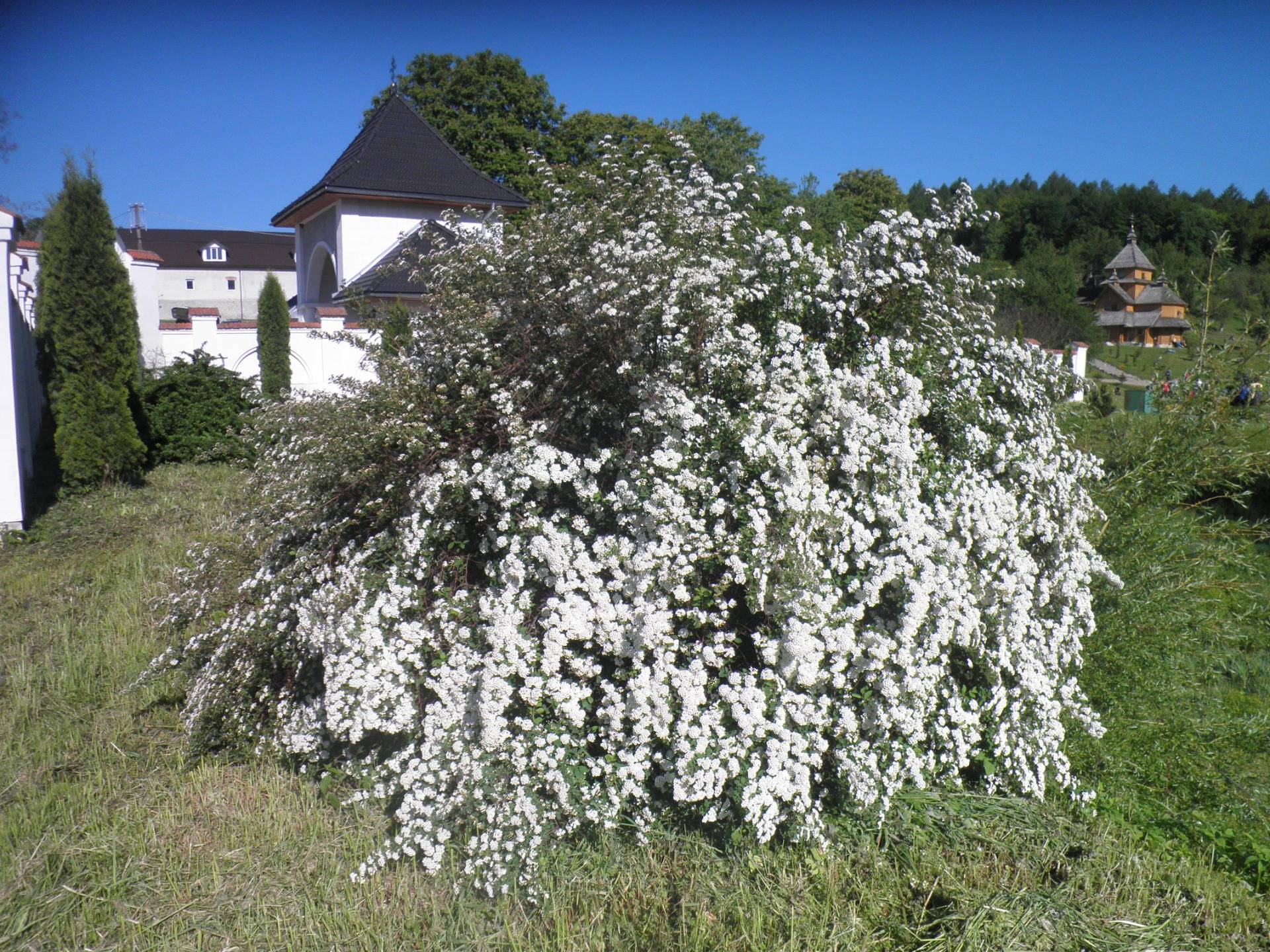Huge bush of blooming hawthorn