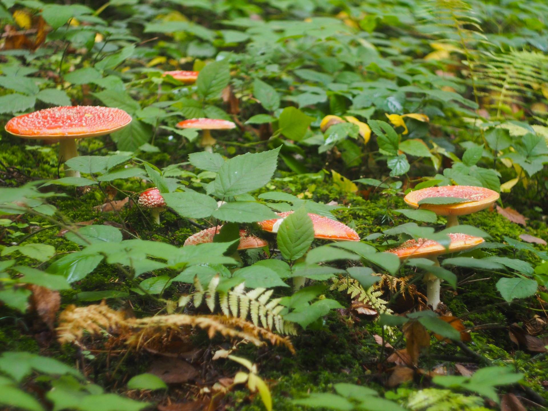 There were so many poisonous red fly agarics in the forest at the time