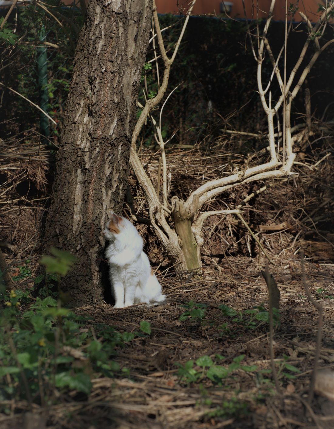 My cat loves to join me while I’m going on a trip with my camera.