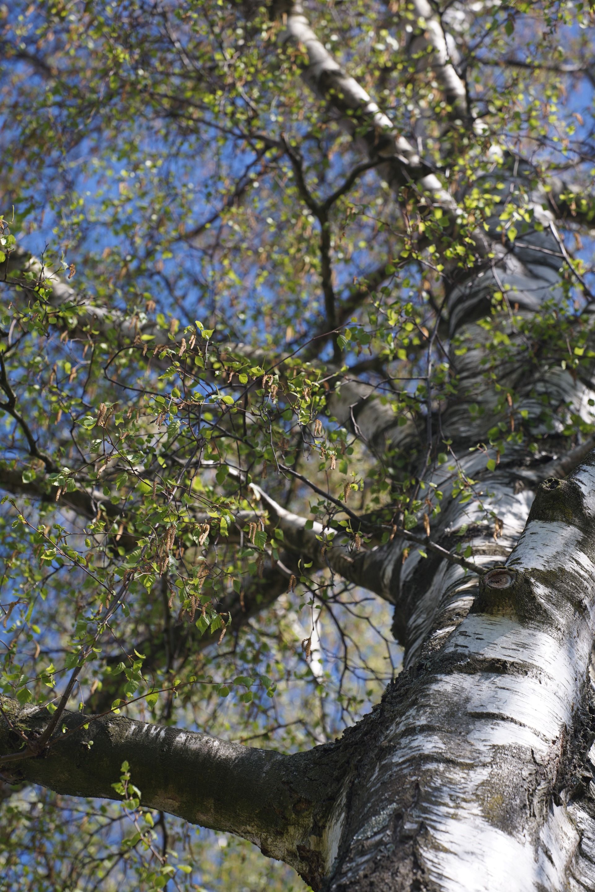 weeping willow tree