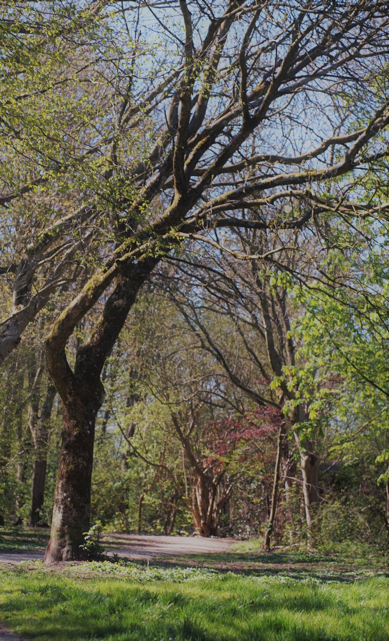 Unique tree, just being who he is.