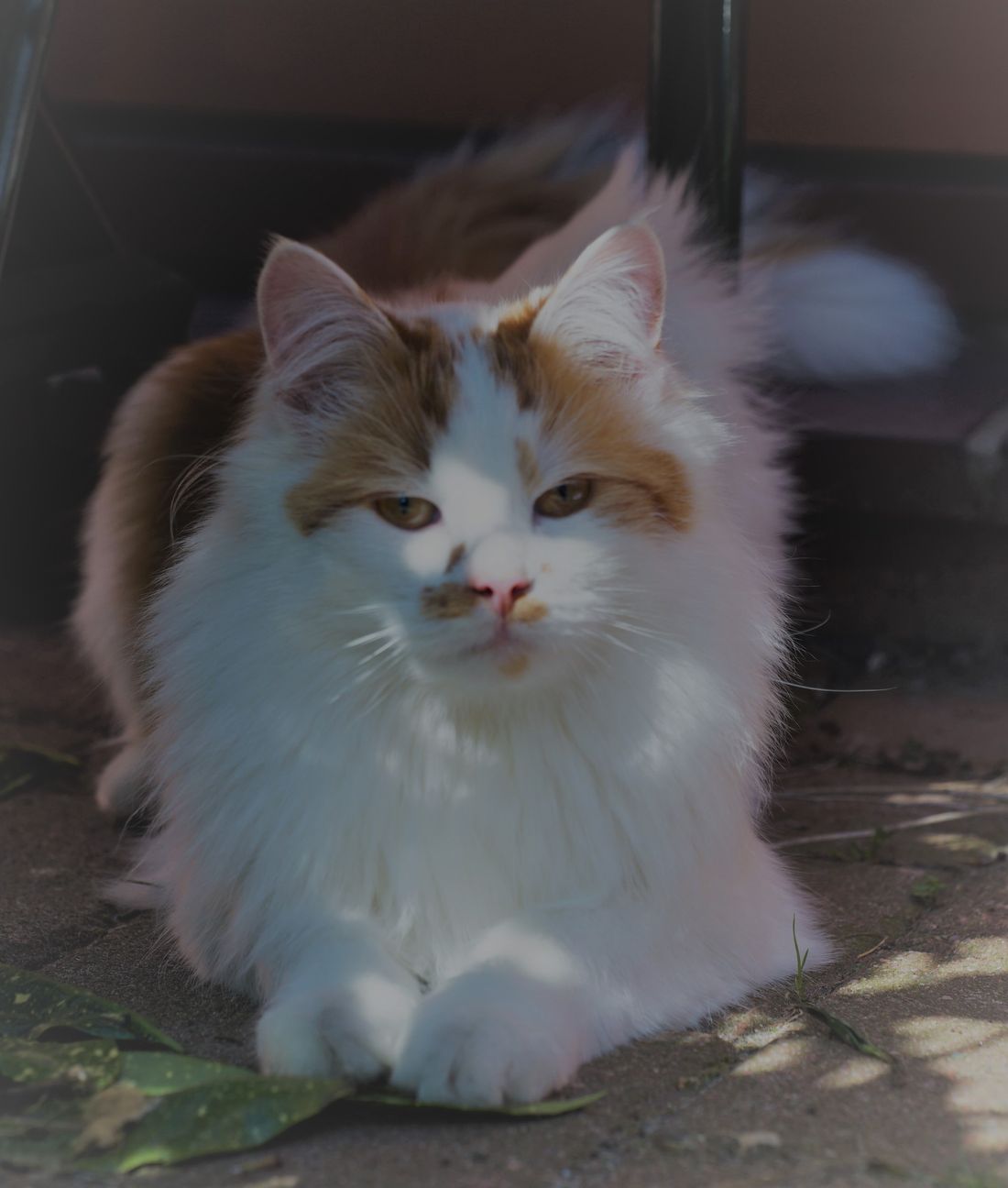 Just like him, his name is; Blixem.... it means ”Lightning”