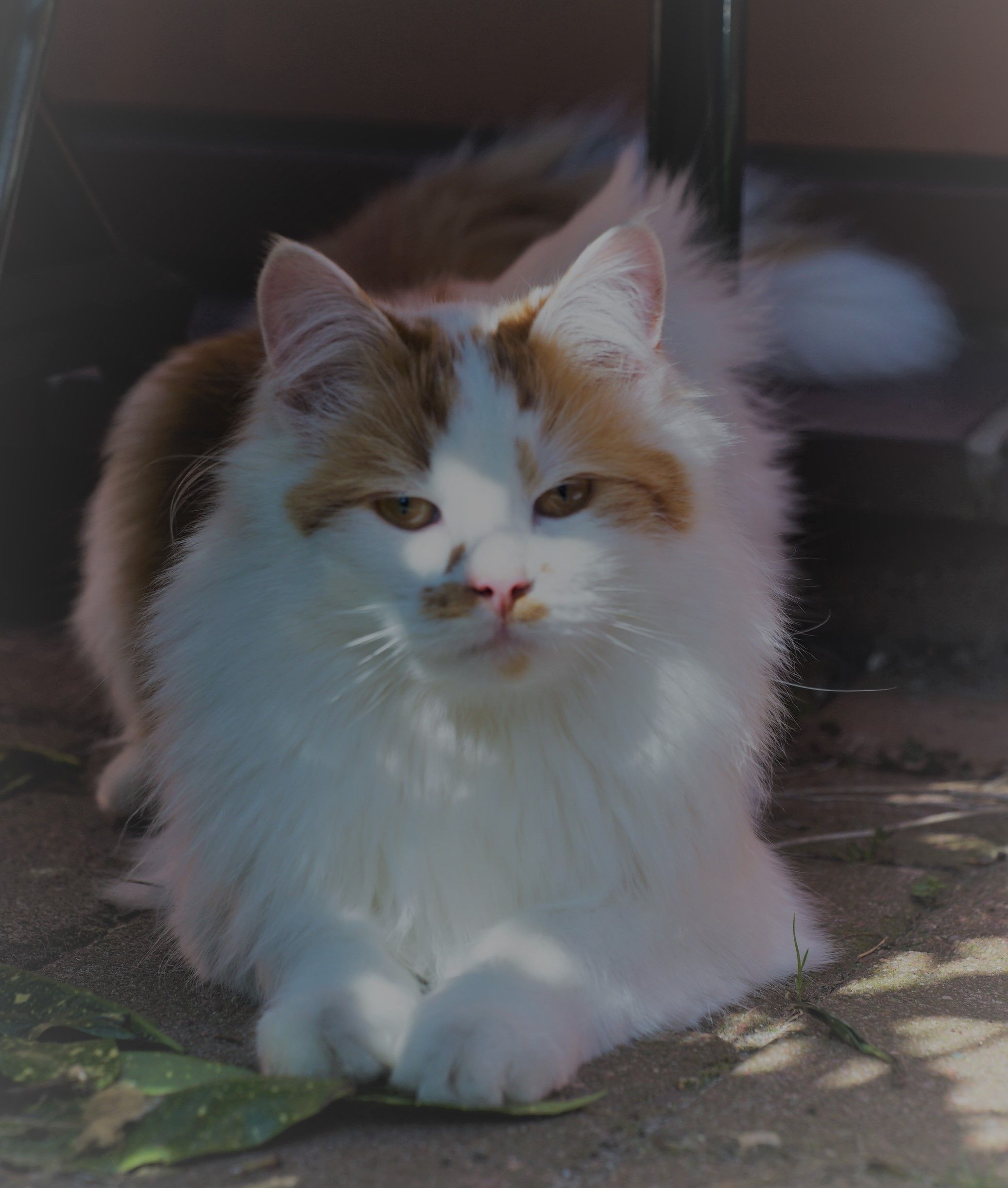 Just like him, his name is; Blixem.... it means ”Lightning”