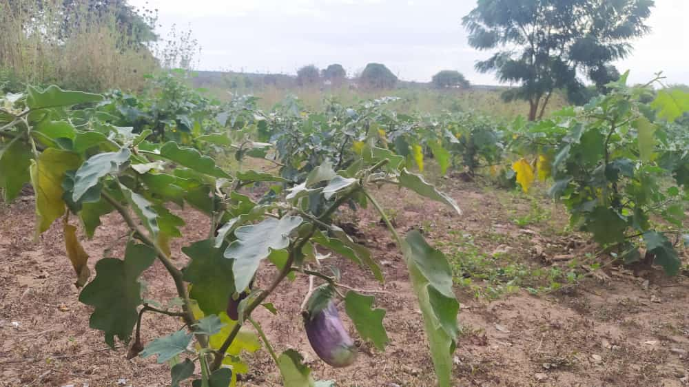 after seeing how they killed and chopped the pig I went to an aubergine field