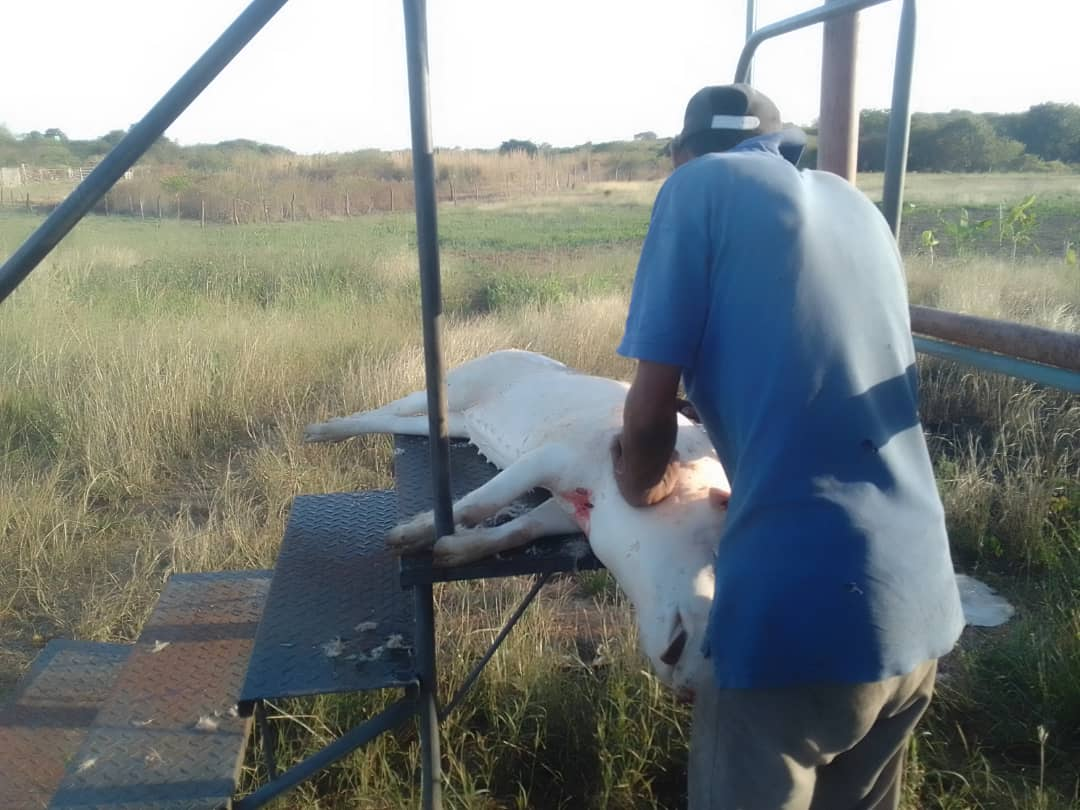 after taking the pig they killed it and cleaned it here is a photo I can’t show photo