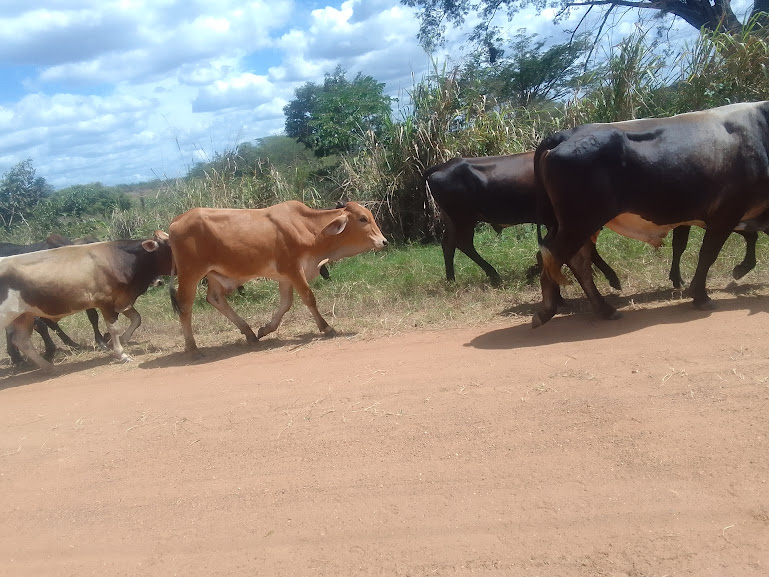  [ENG/ESP]trip to the countryside part 1 / viaje al campo parte 1