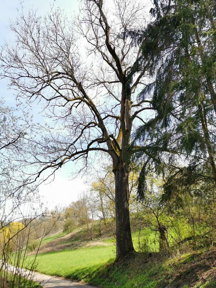 Mighty old tree on the way.....