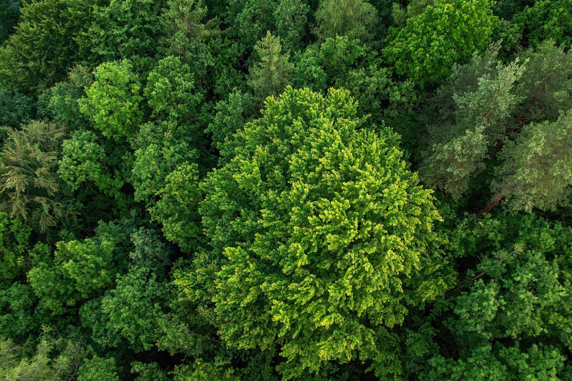 Spis Treści 2024 - 2025