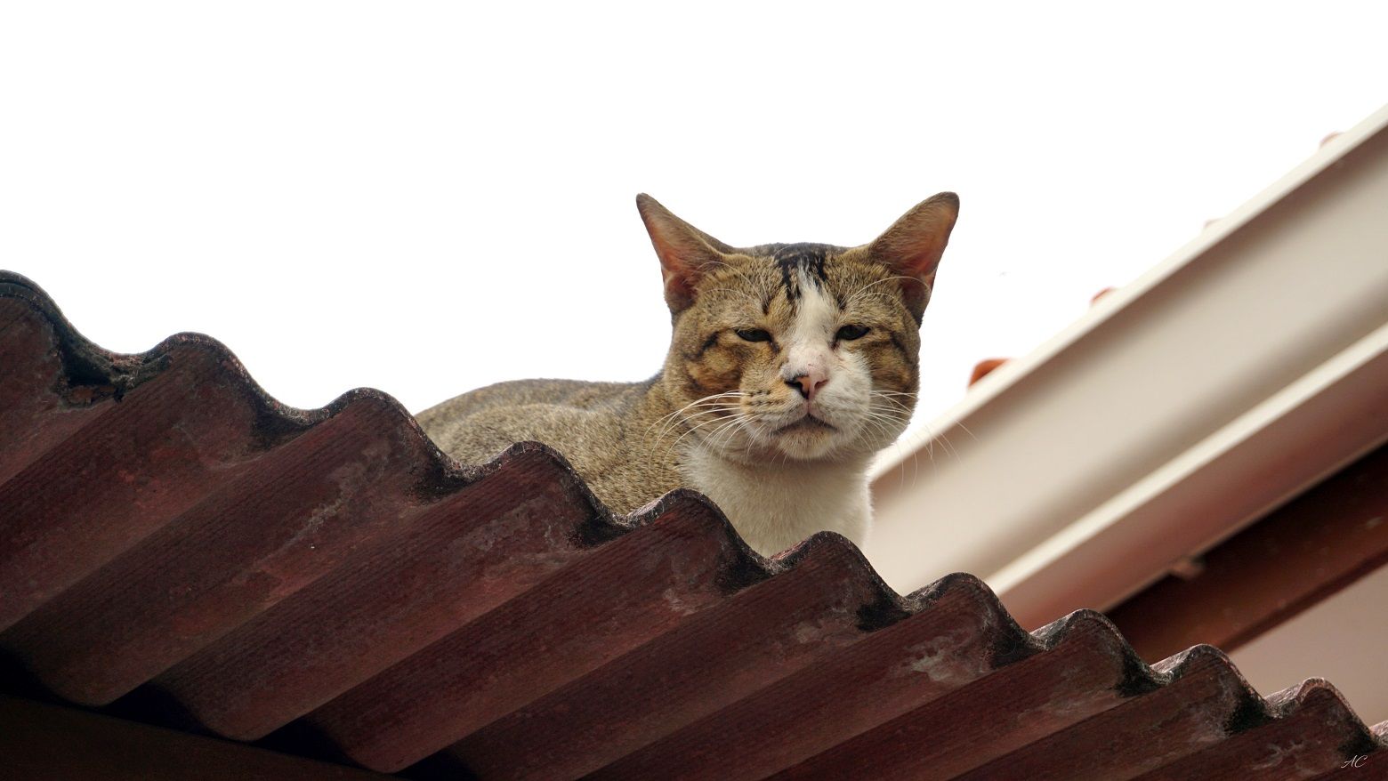 Caturday is alive and well in Penang!