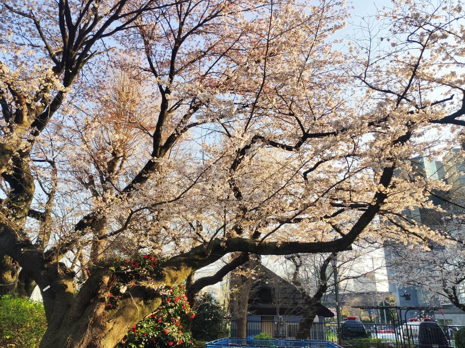 Sakura season 2021