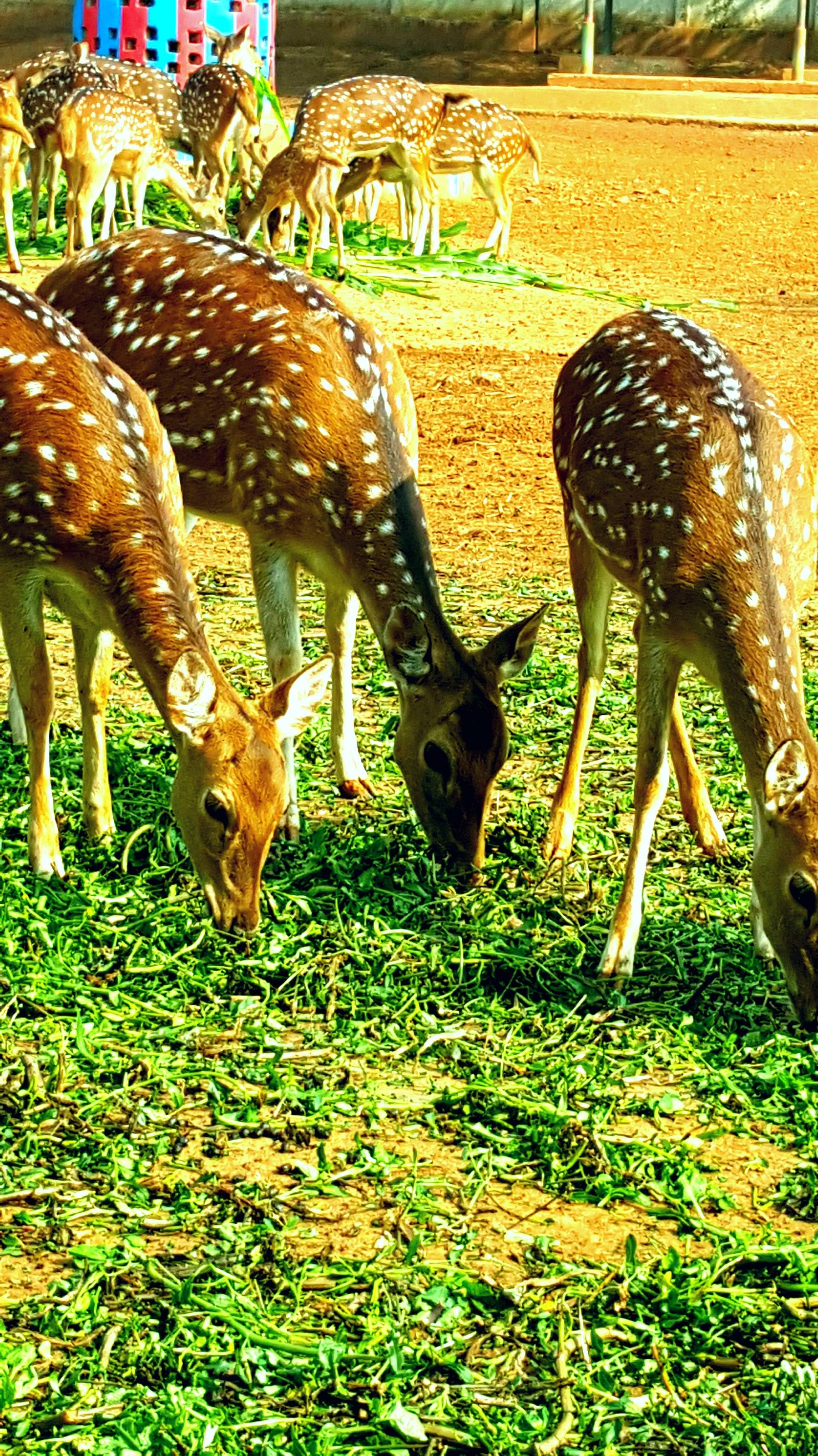 Visit National Zoo In Bangladesh (07-01-2020)