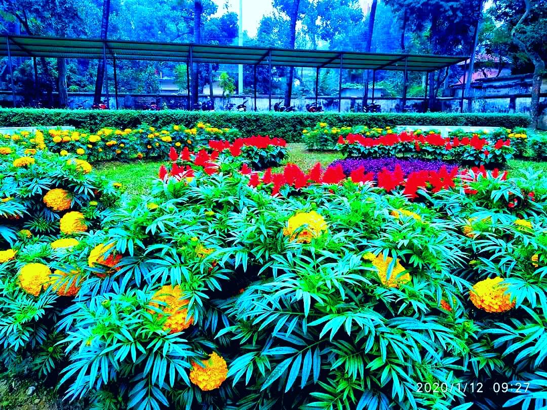 One Day experience with flower garden at Mirpur, Dhaka (27-01-2020)
