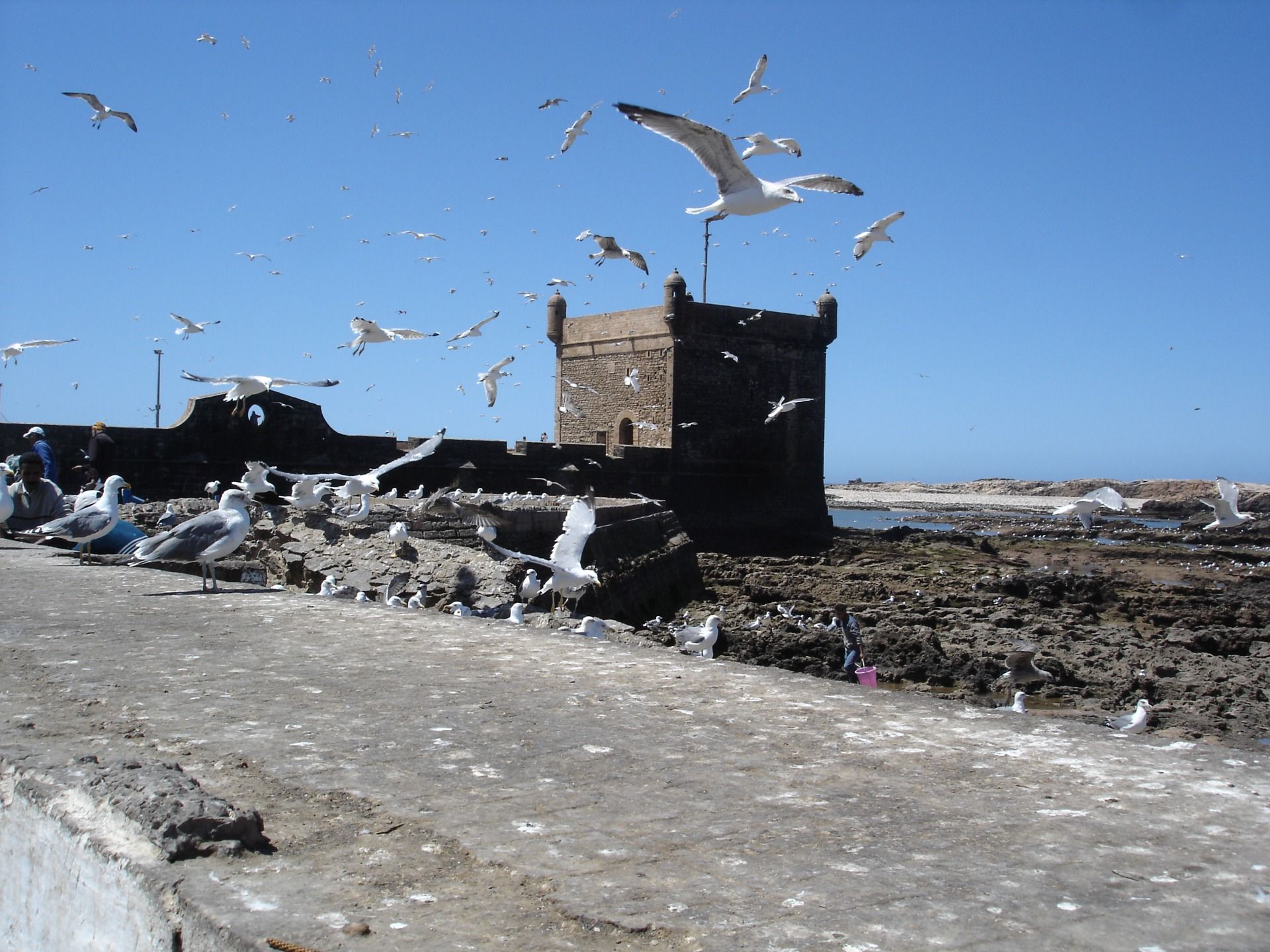 the seagulls enjoy their freedom