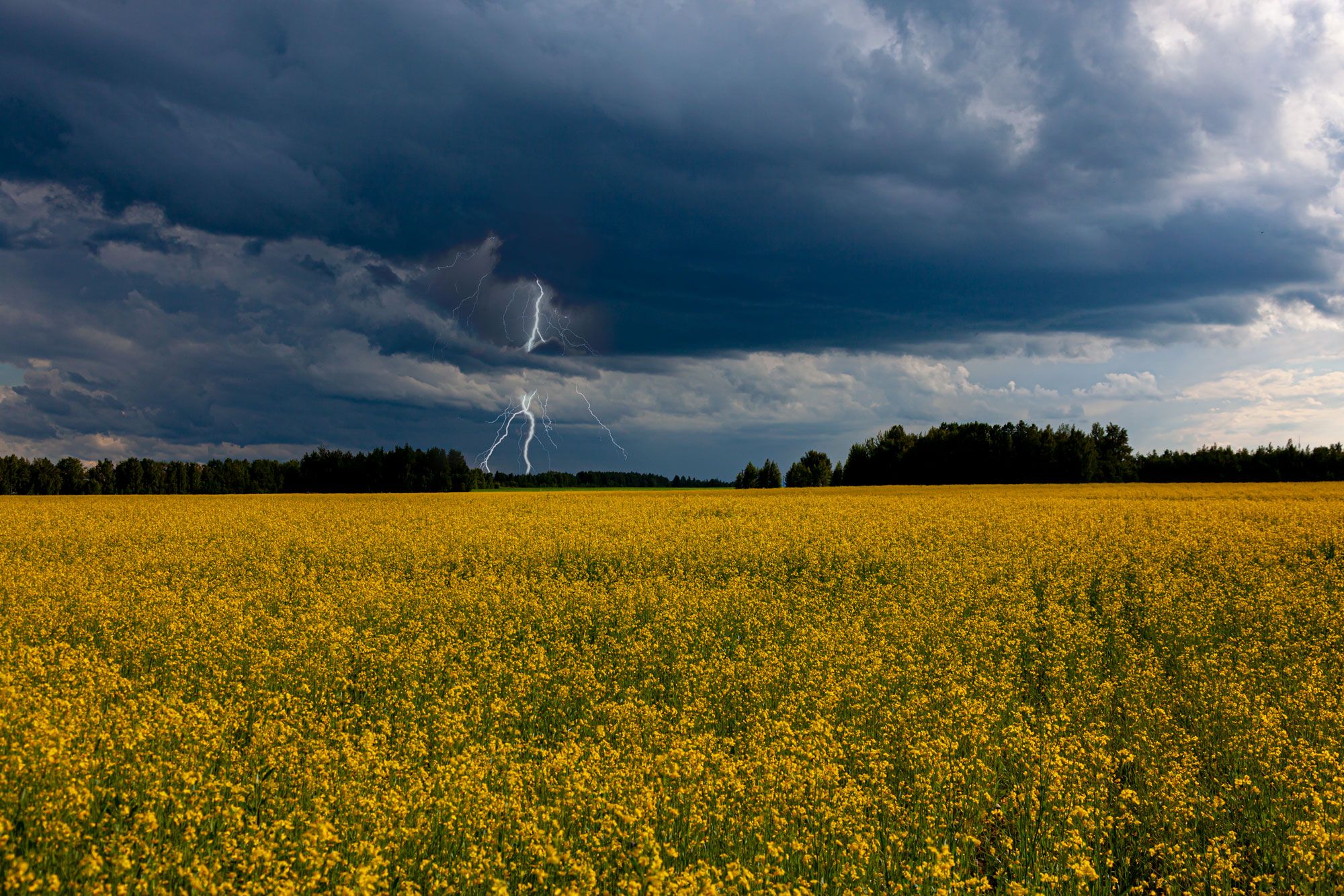 Thunderstorm, lightning and a whole field of flowers
